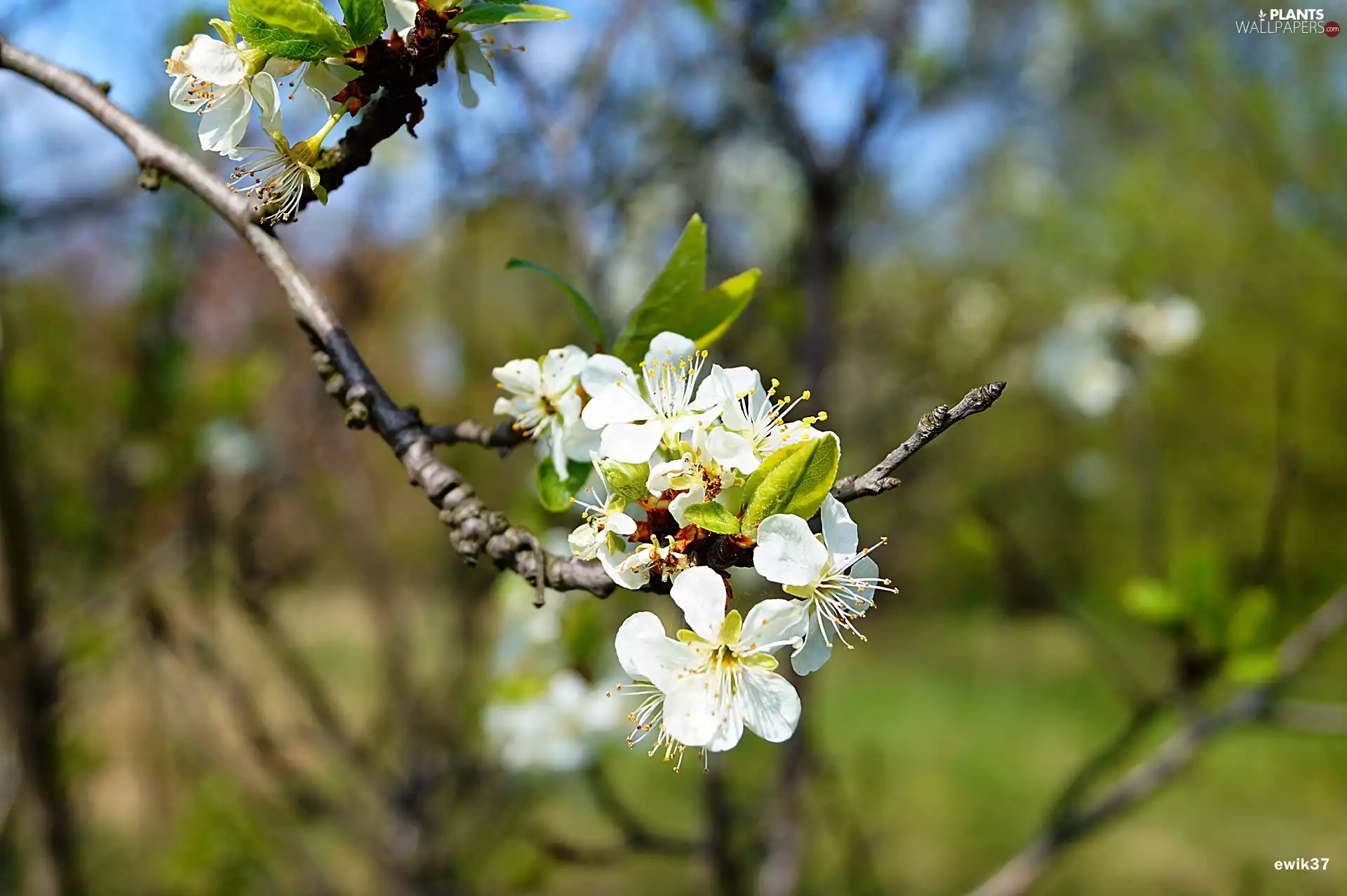 trees, Flowers