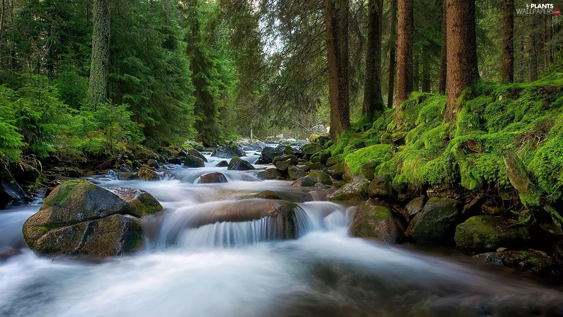 flux, viewes, Stones, trees
