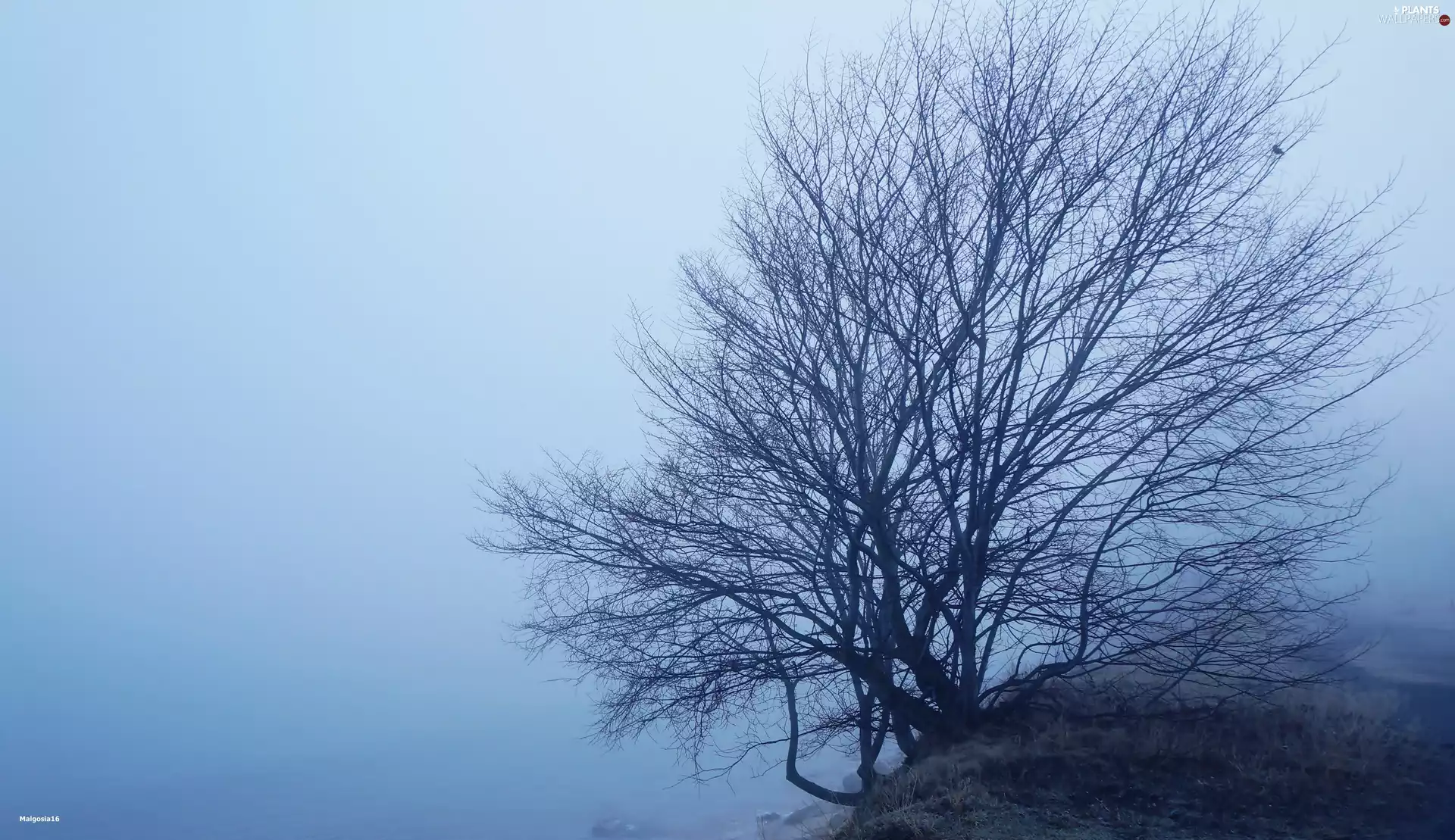 trees, Fog