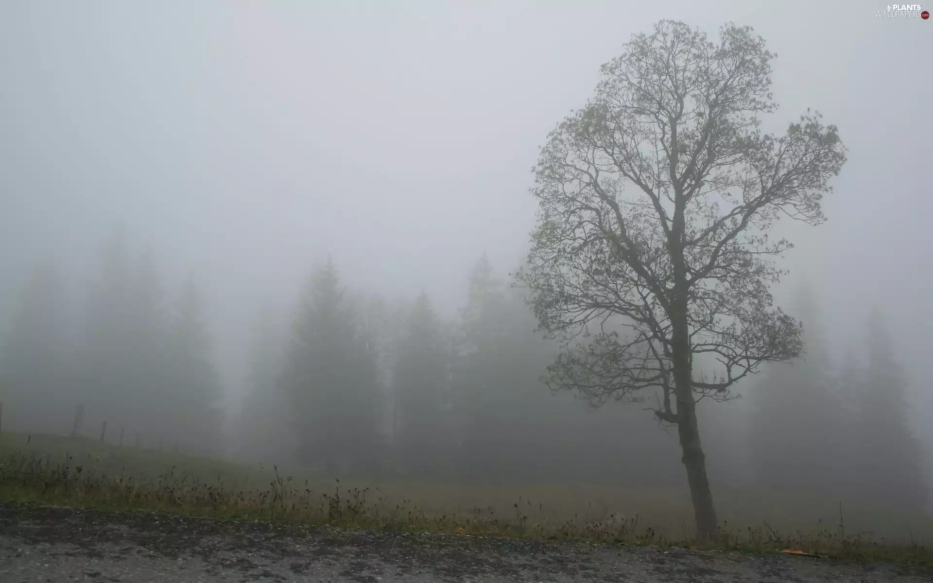 trees, autumn, Fog