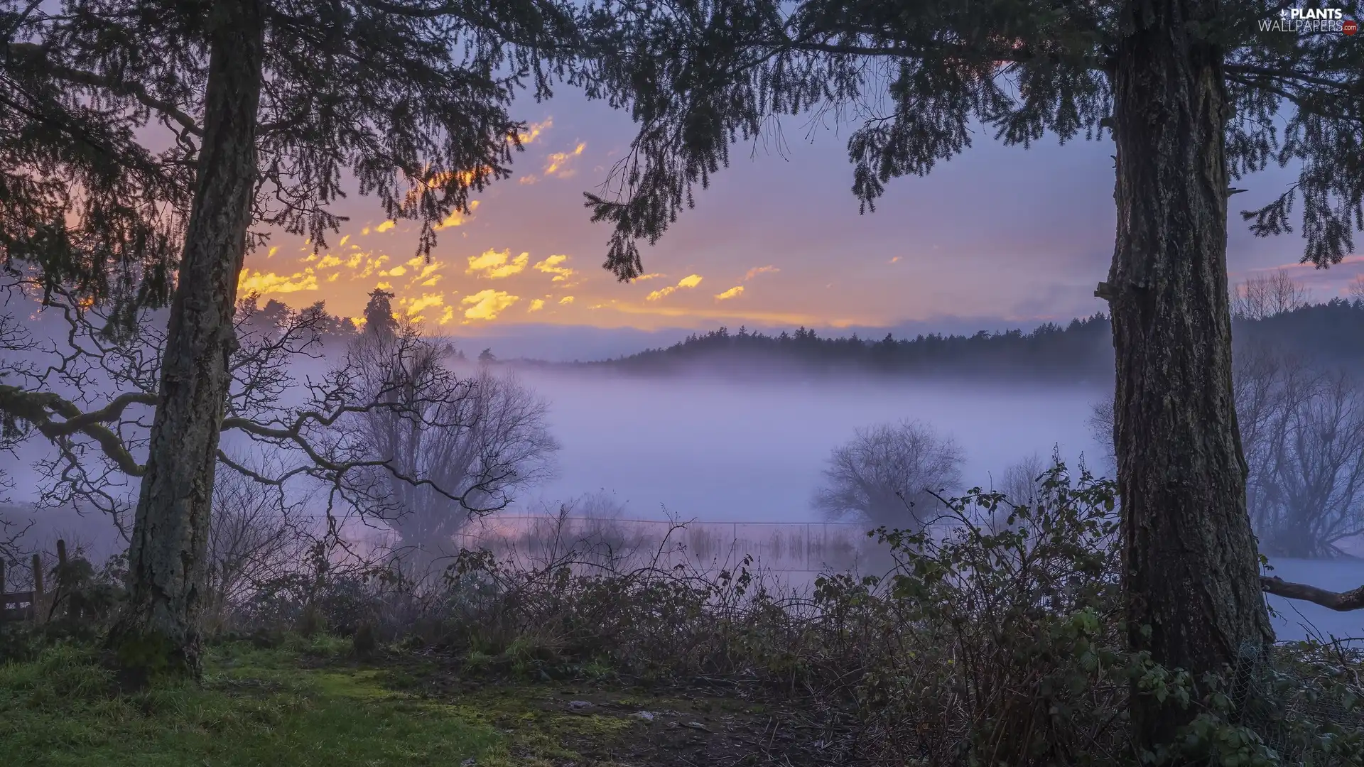 Fog, viewes, Bush, trees