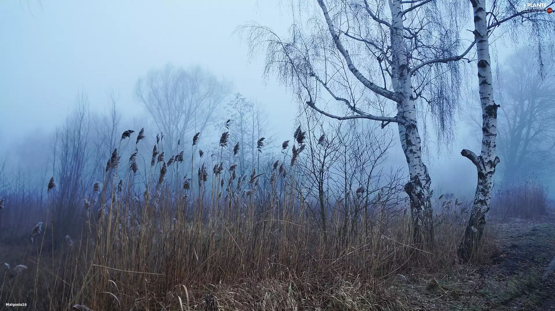 birch-tree, Cane, trees, viewes, Fog