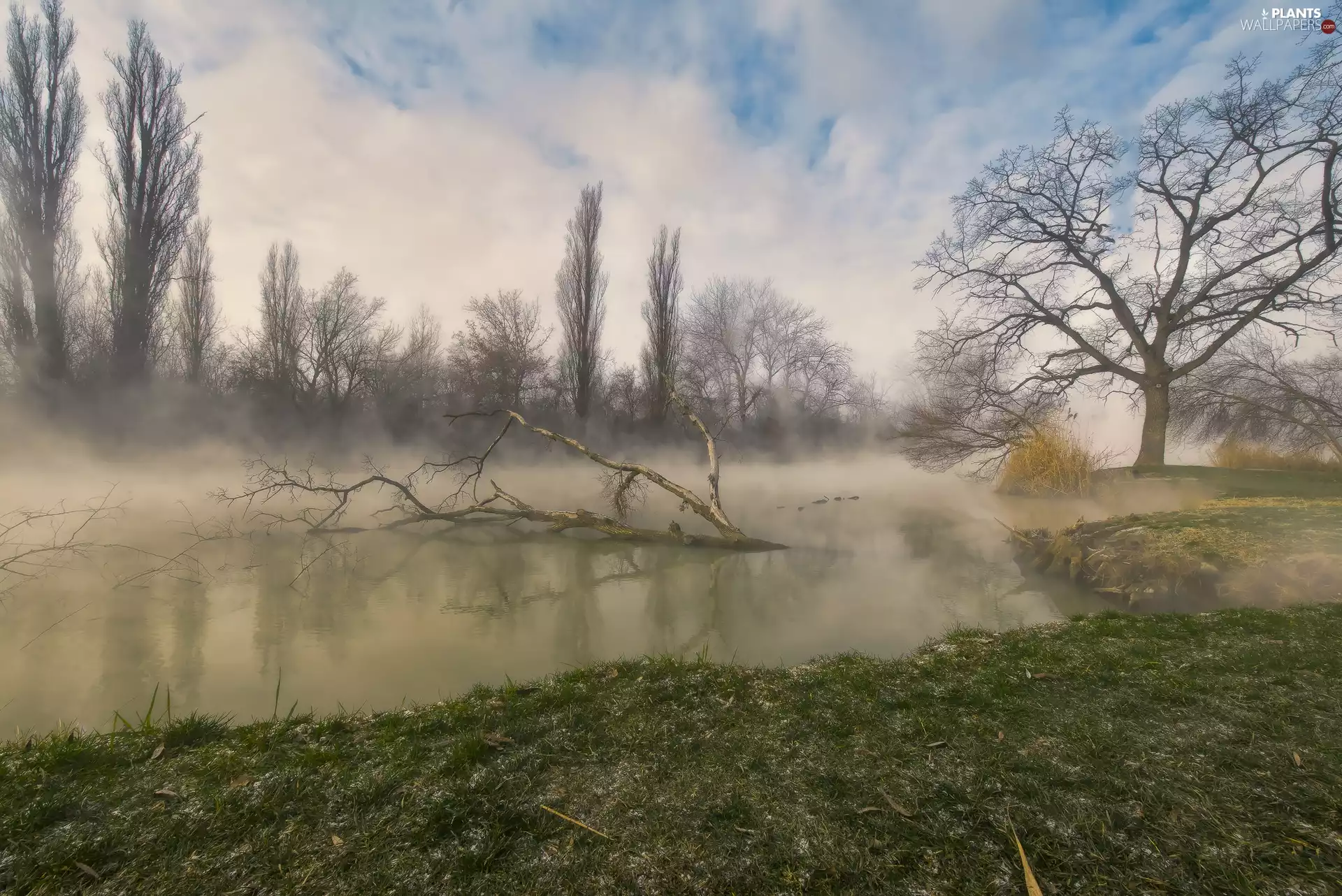 trees, River, fallen, trees, viewes, Fog