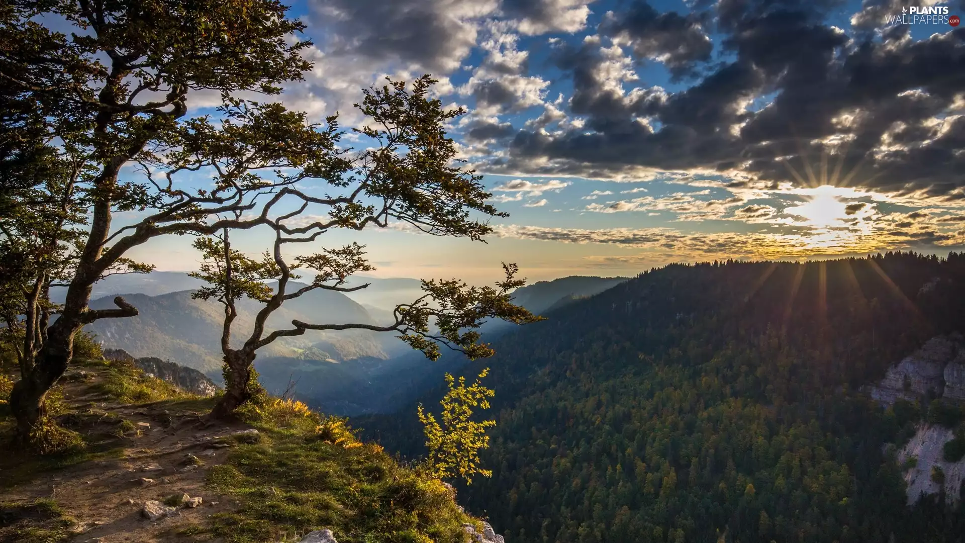 viewes, forest, Fog, trees, Mountains, Sunrise, clouds