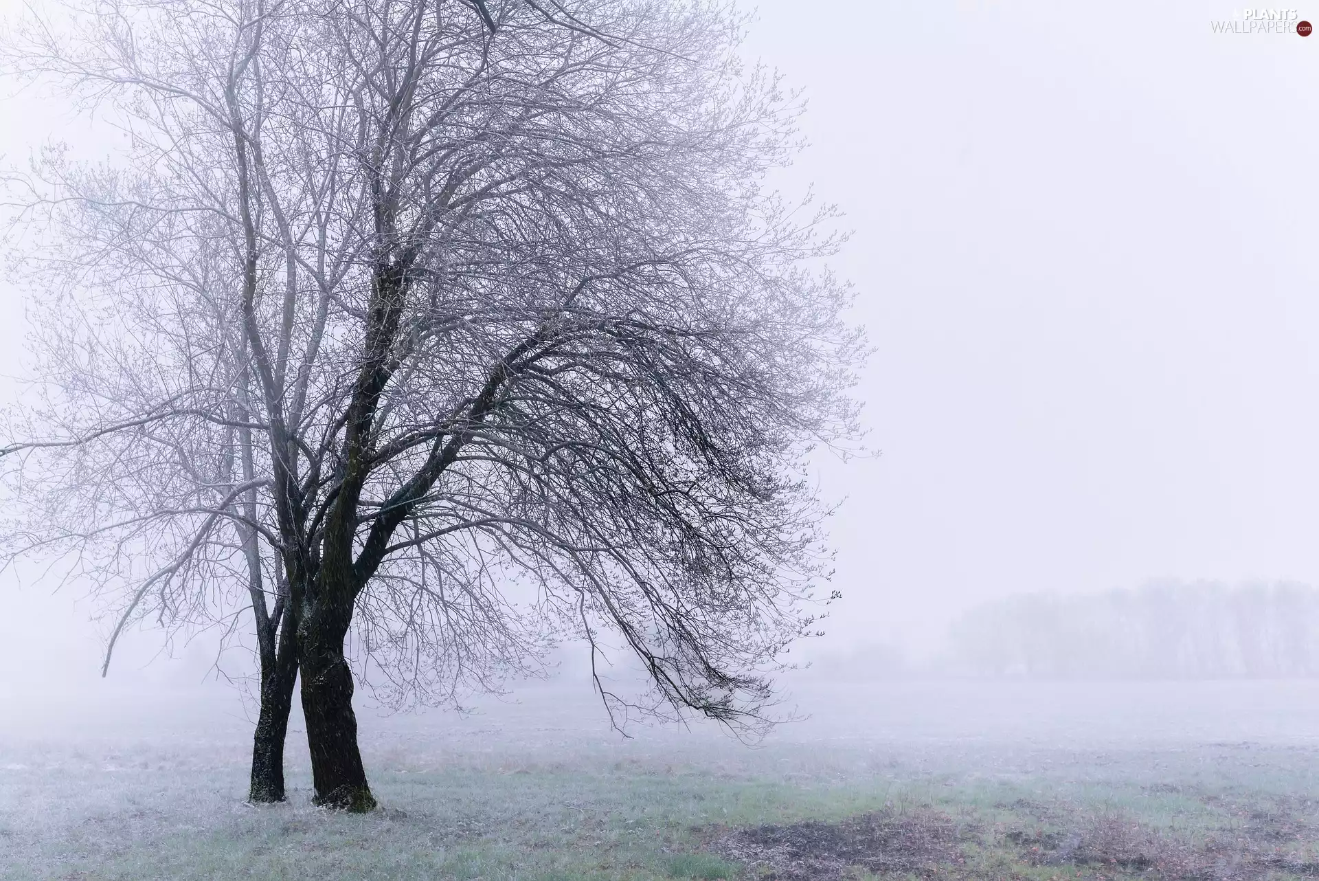 Meadow, White frost, trees, viewes, Fog