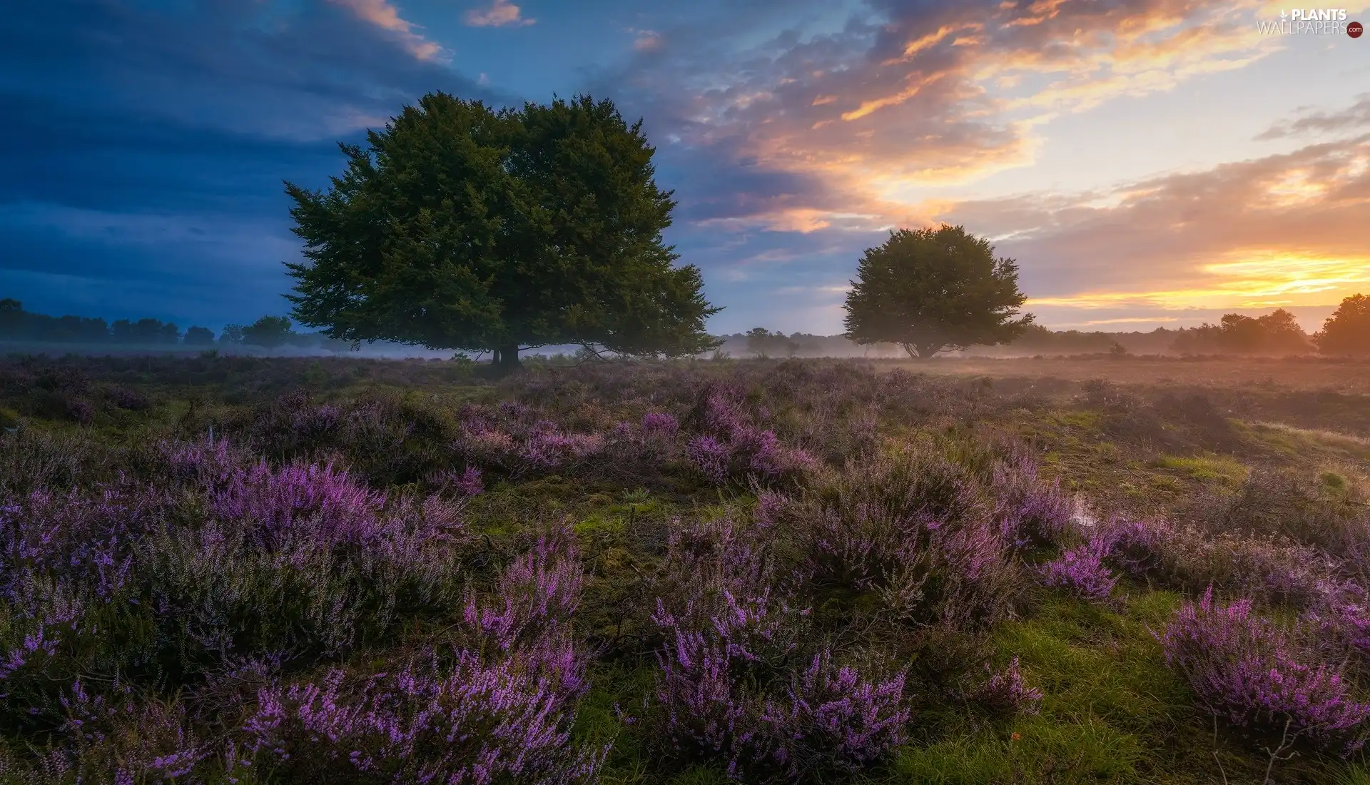 viewes, heathers, Fog, trees, heath, clouds, Sunrise