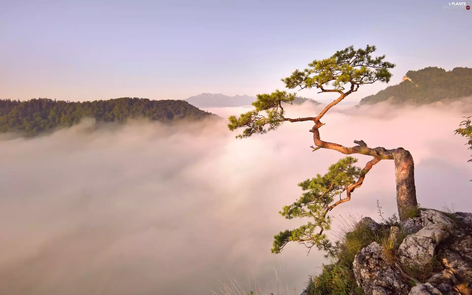 Fog, pine, Mountains, trees