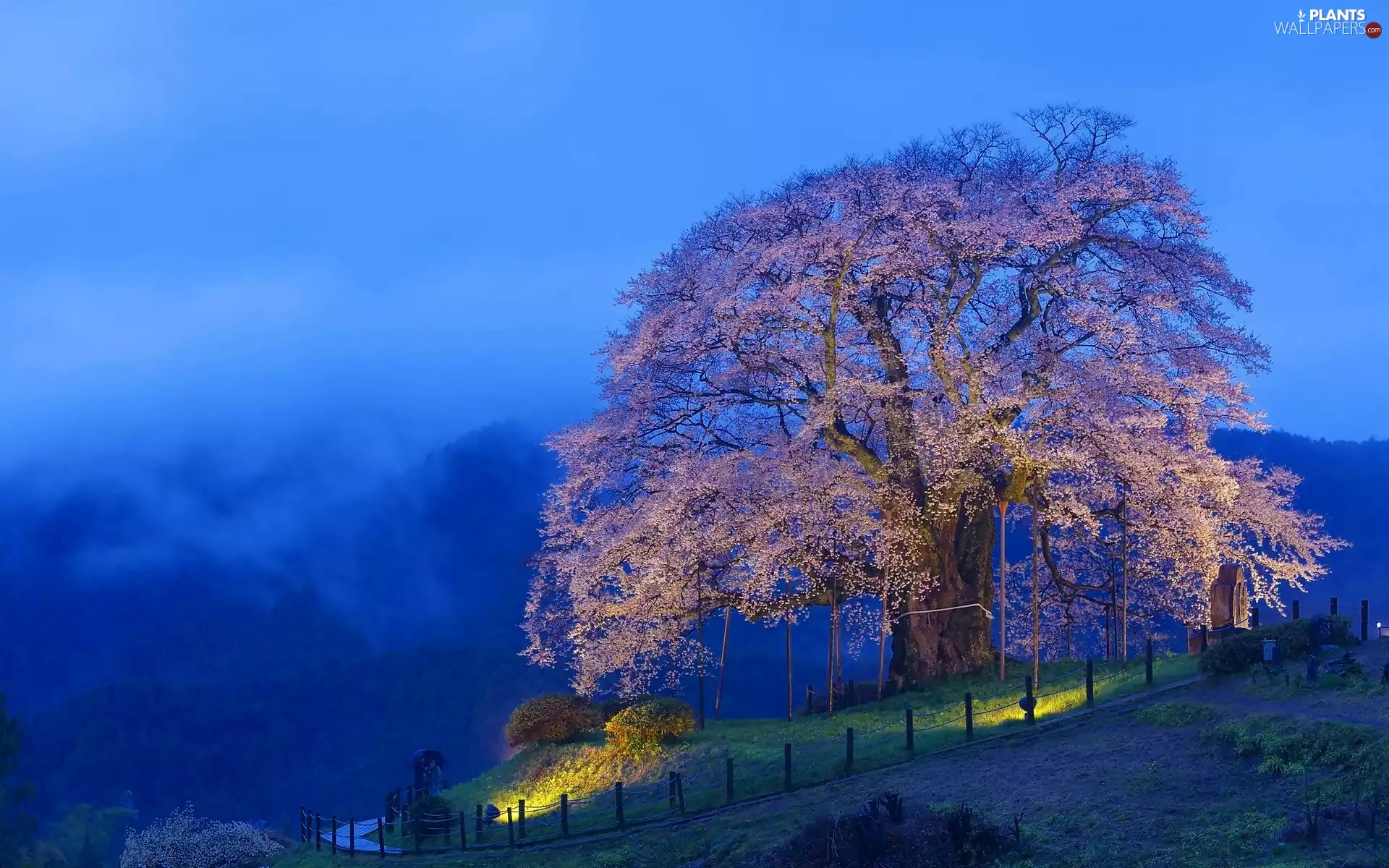 trees, Mountains, Fog