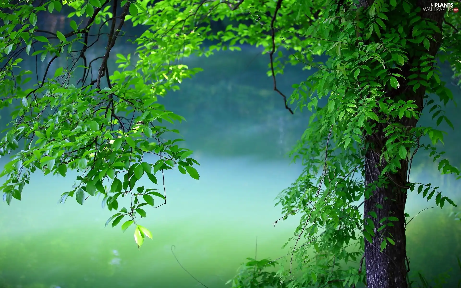 trees, Park, Fog