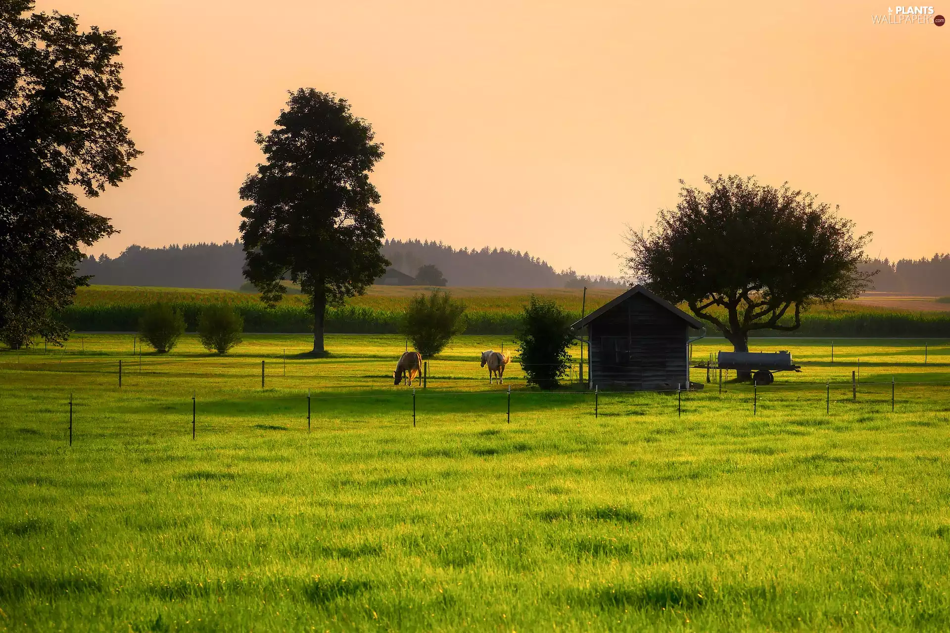 viewes, pasture, Fog, trees, bloodstock, forest, Meadow