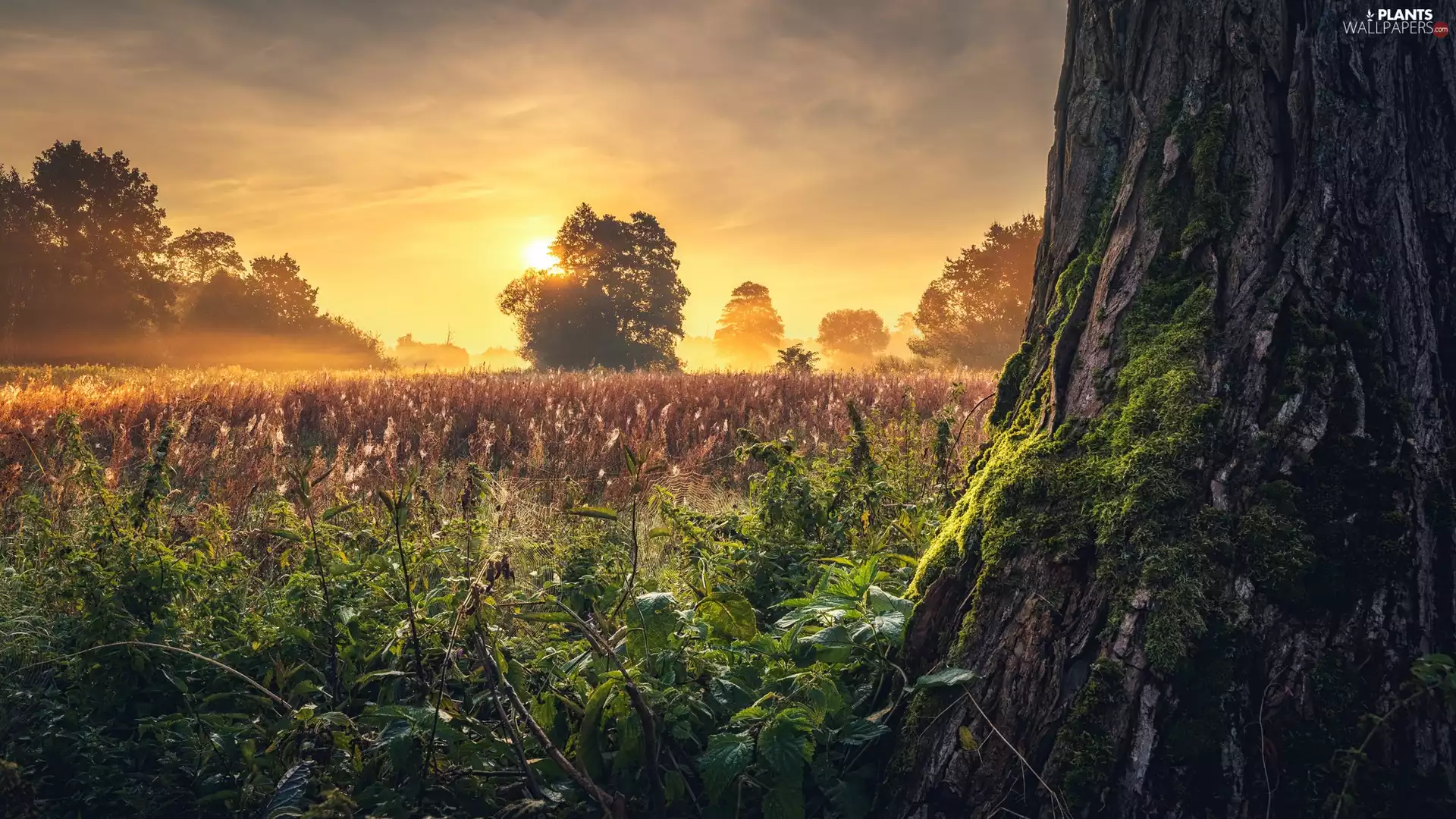 viewes, Plants, Fog, trees, Meadow, Bush, Sunrise