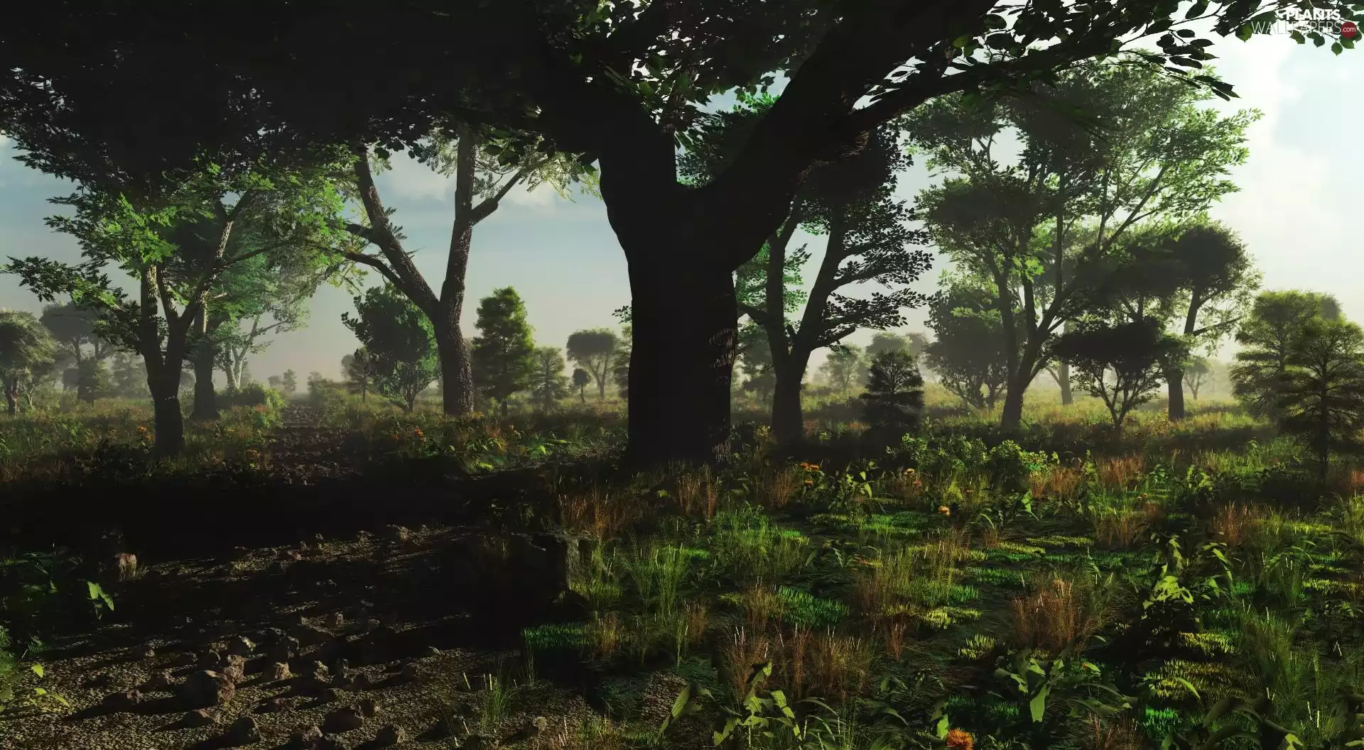 Fog, viewes, Plants, trees