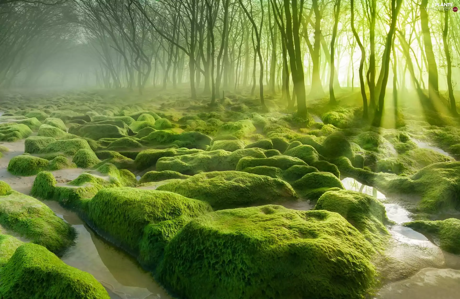 trees, mossy, rays of the Sun, Fog, viewes, Stones