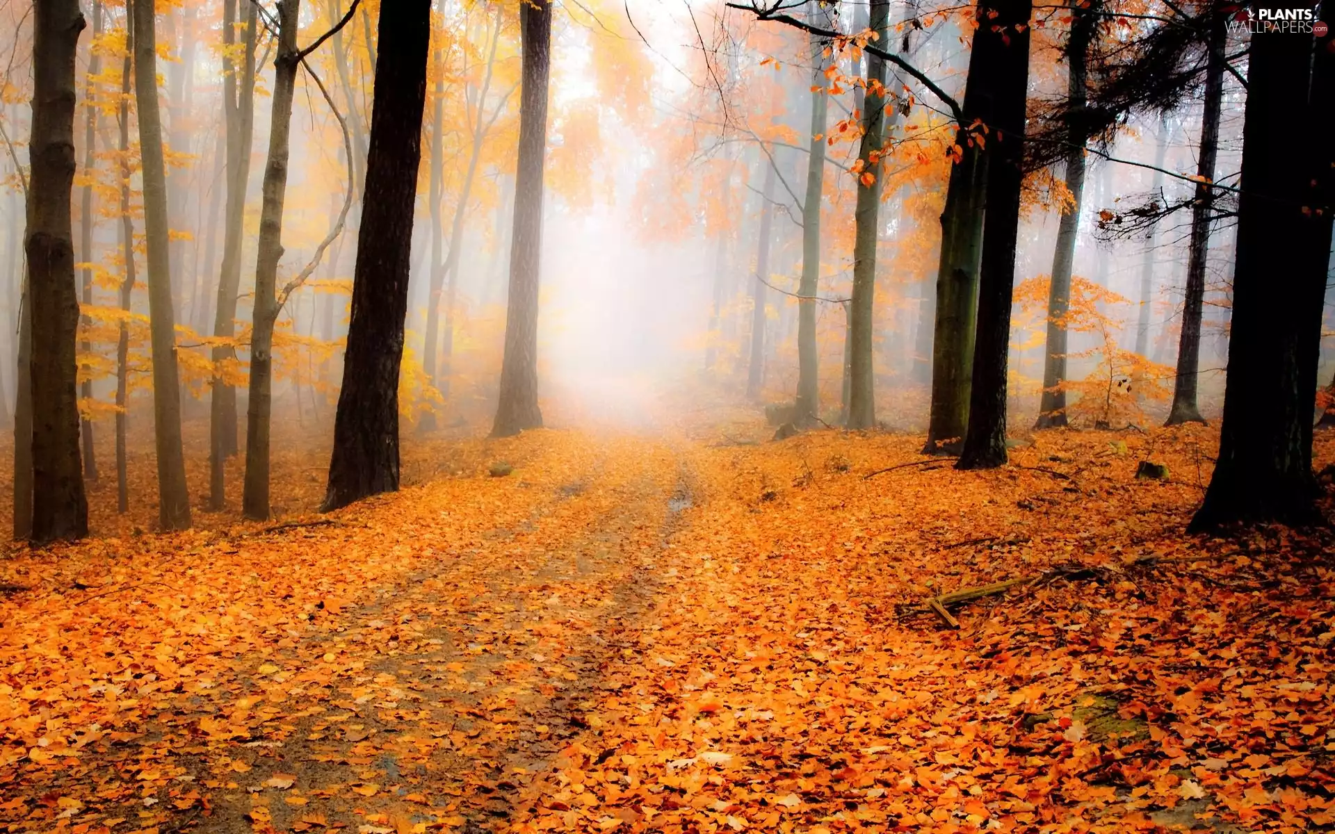 viewes, Way, Fog, trees, forest, Leaf, autumn