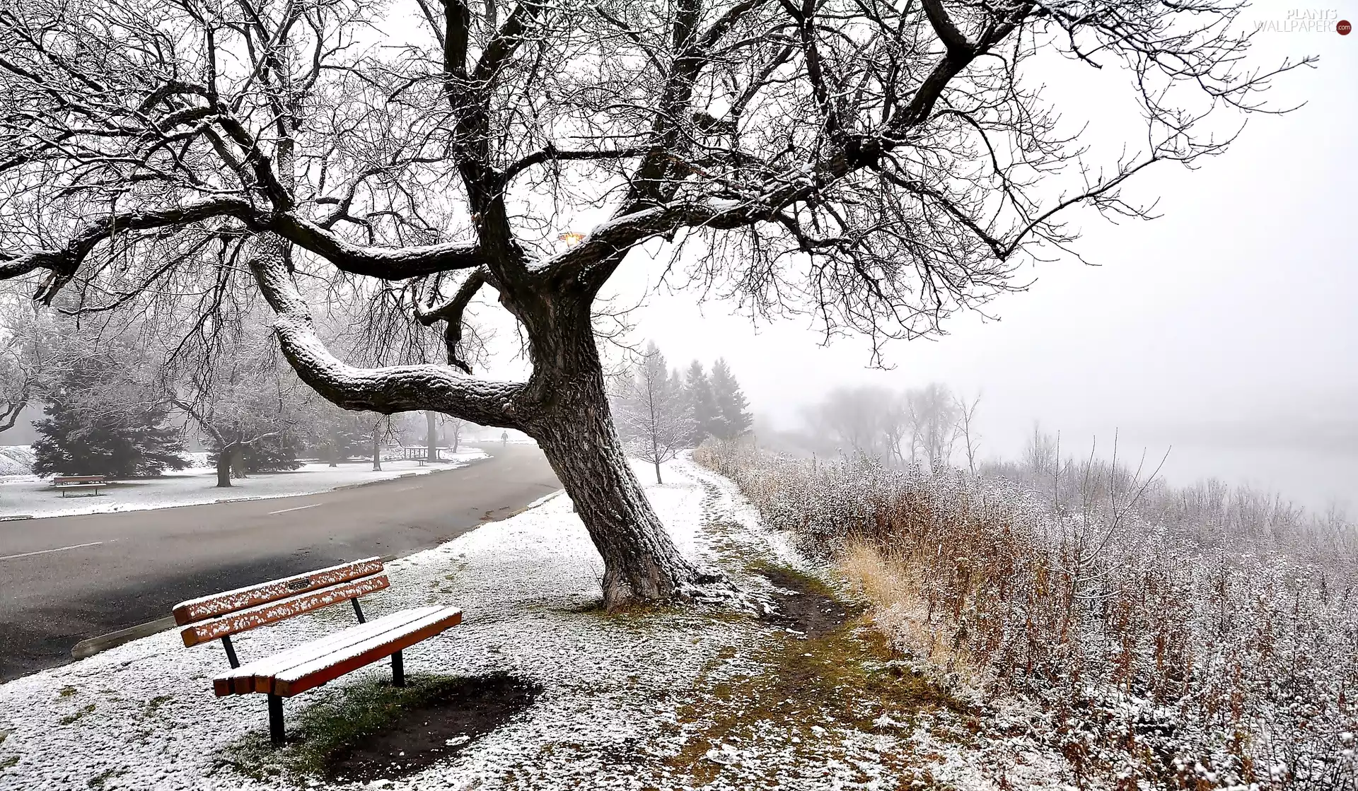 Bench, trees, Fog, Way, winter