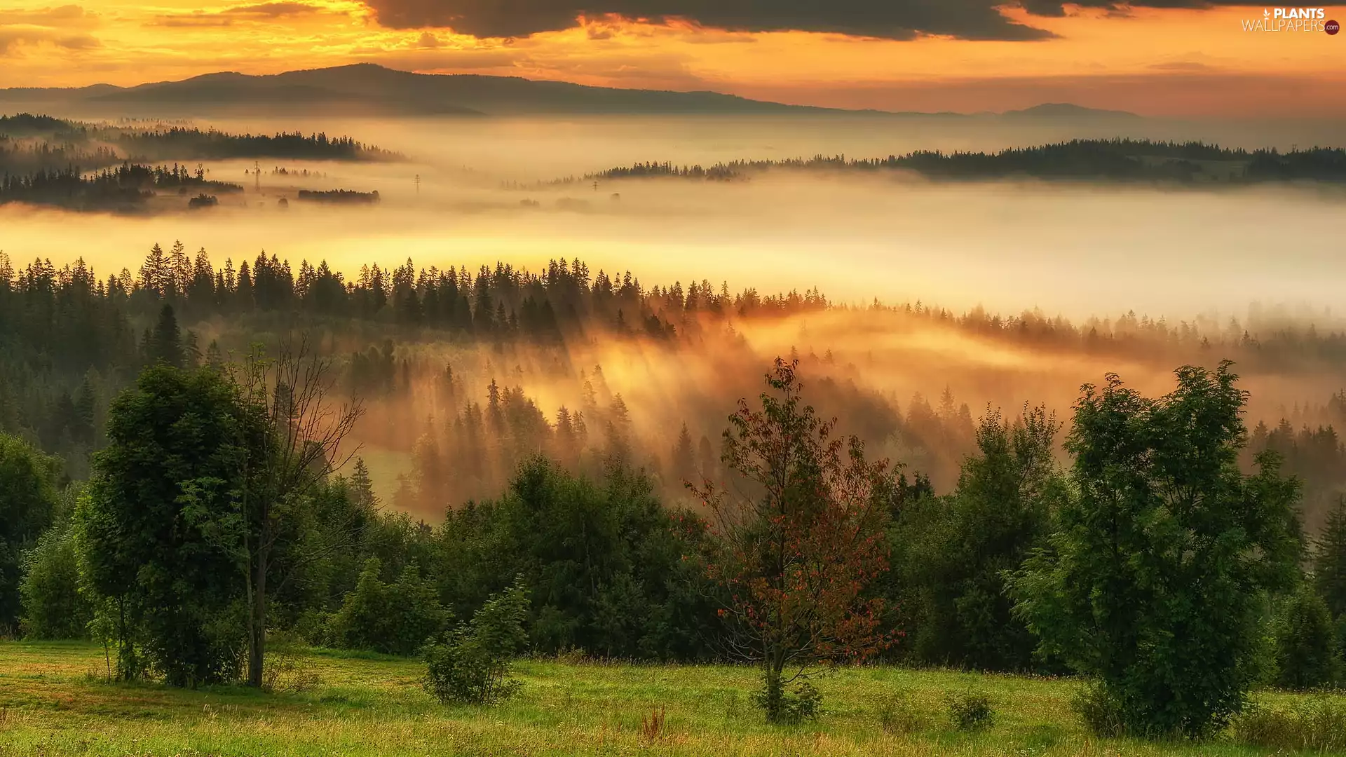 viewes, woods, Fog, trees, Mountains, Field, Sunrise