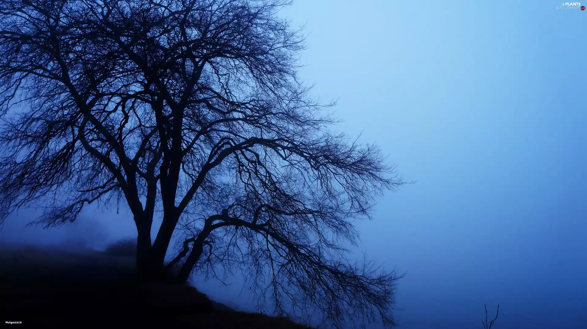 trees, Fog