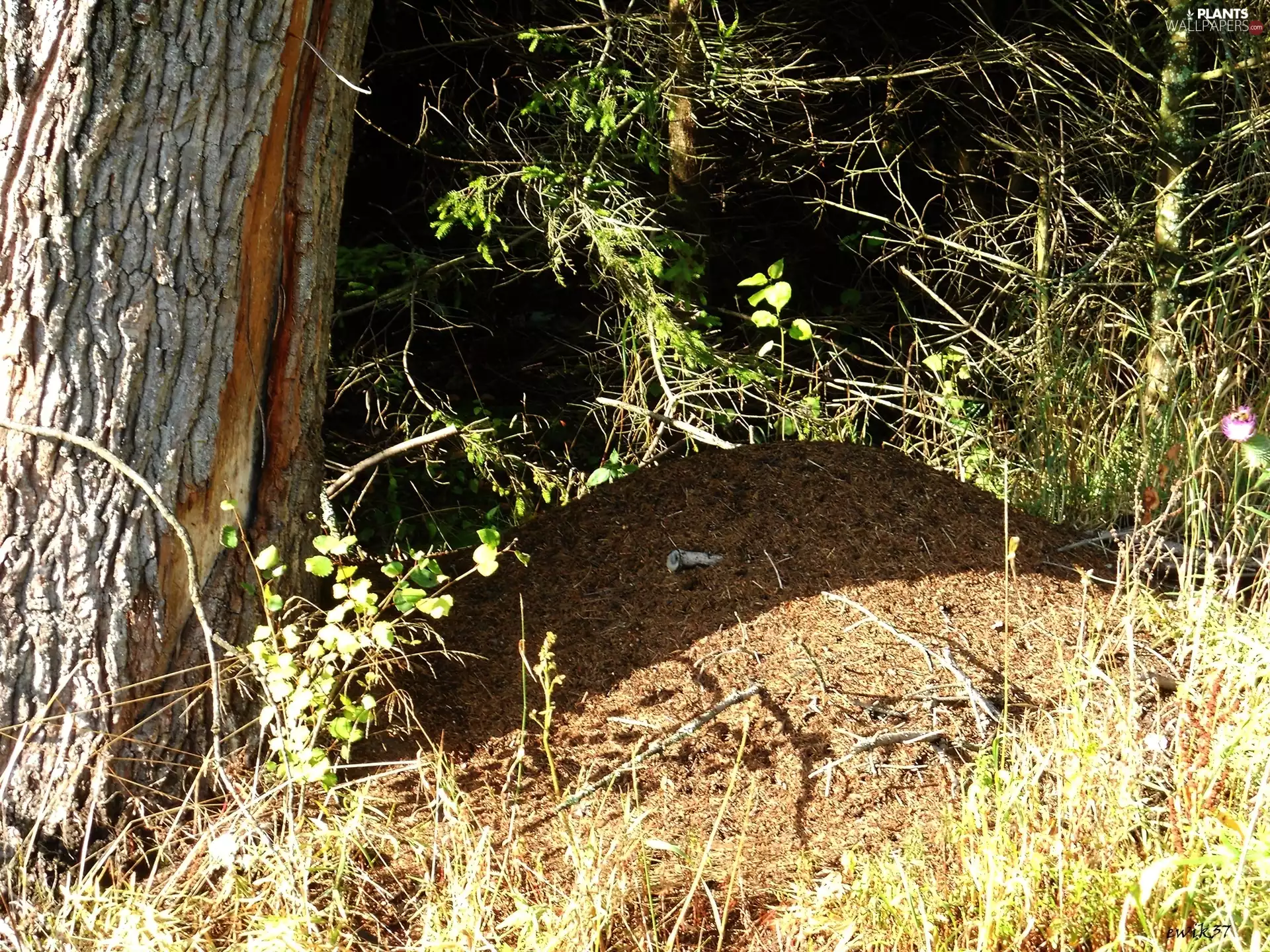 forest, anthill, ants, trees