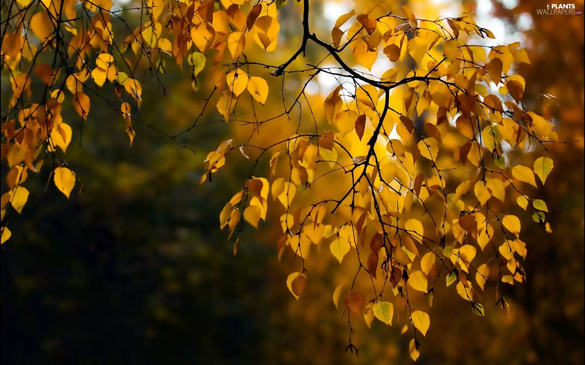 forest, Leaf, autumn, trees