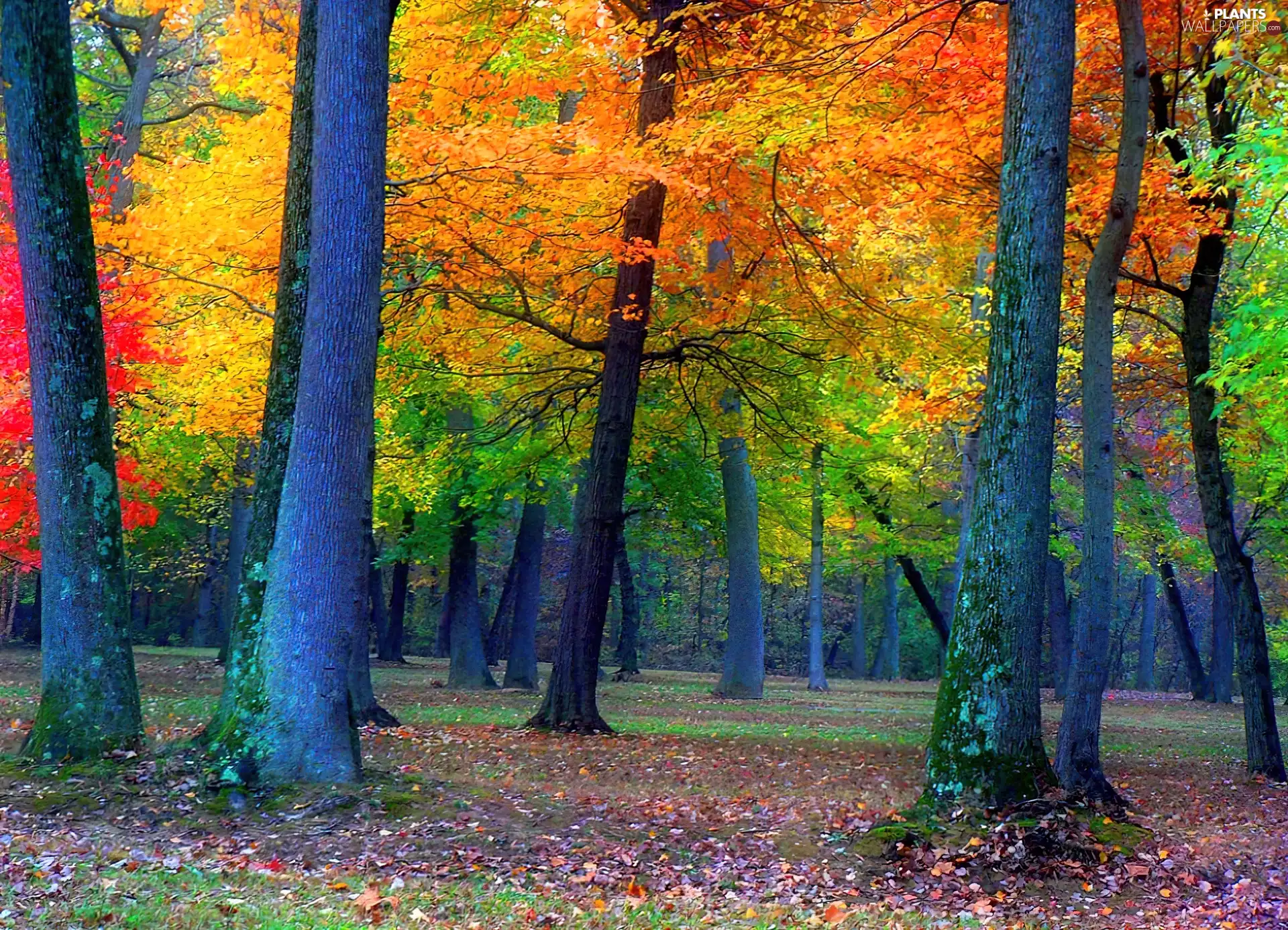 forest, viewes, autumn, trees