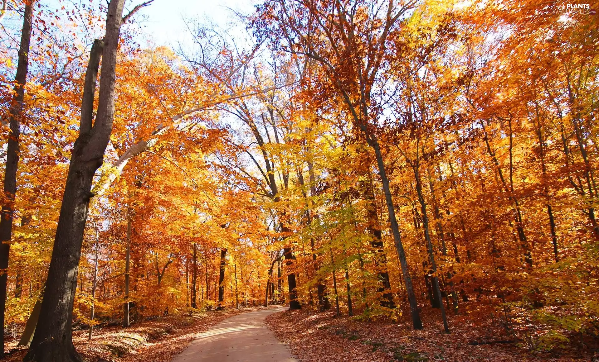forest, viewes, autumn, trees