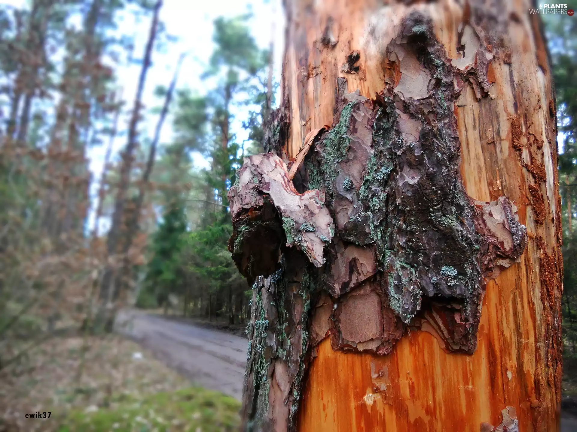 forest, destroyed, cork, trees