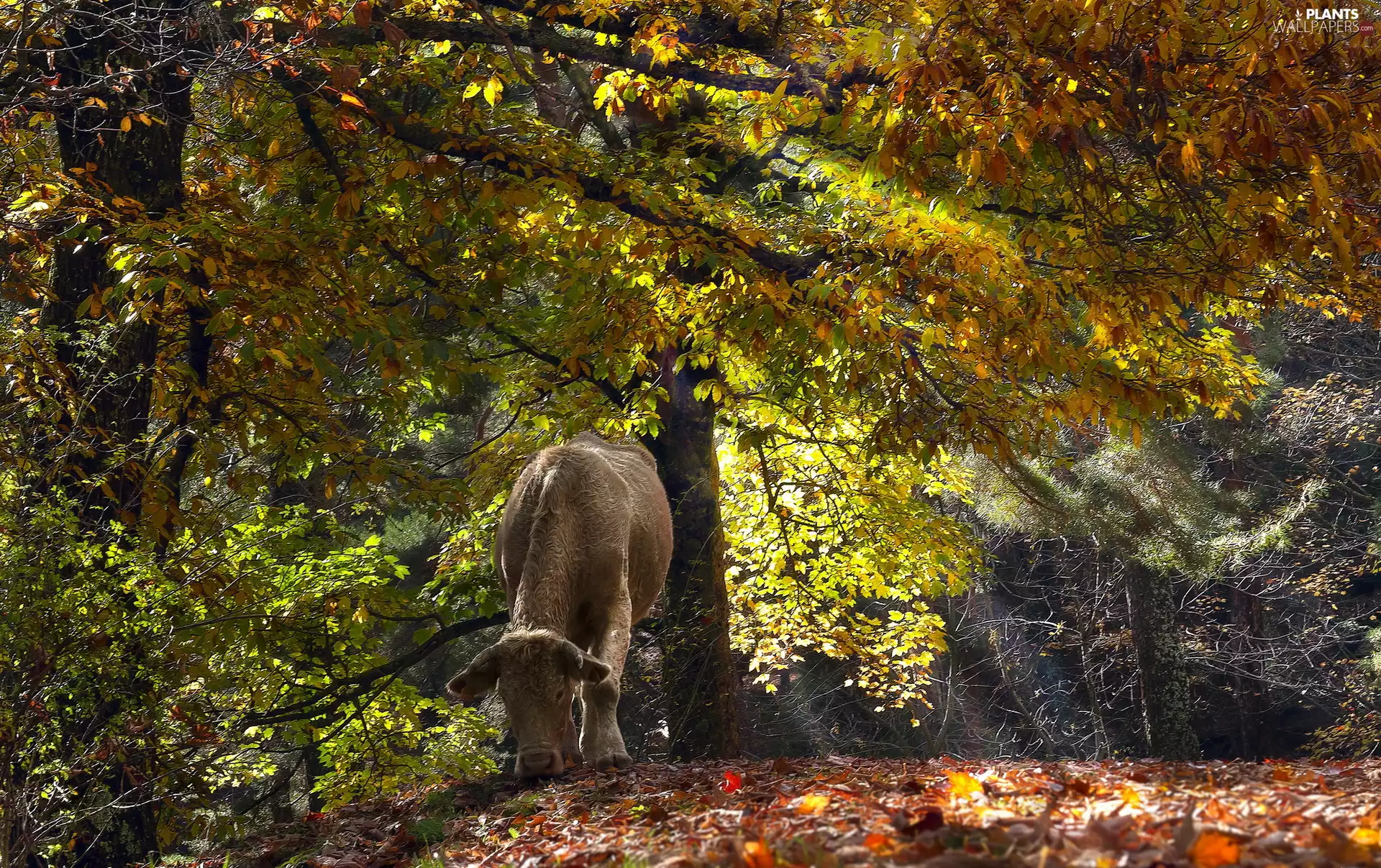 forest, viewes, Cow, trees