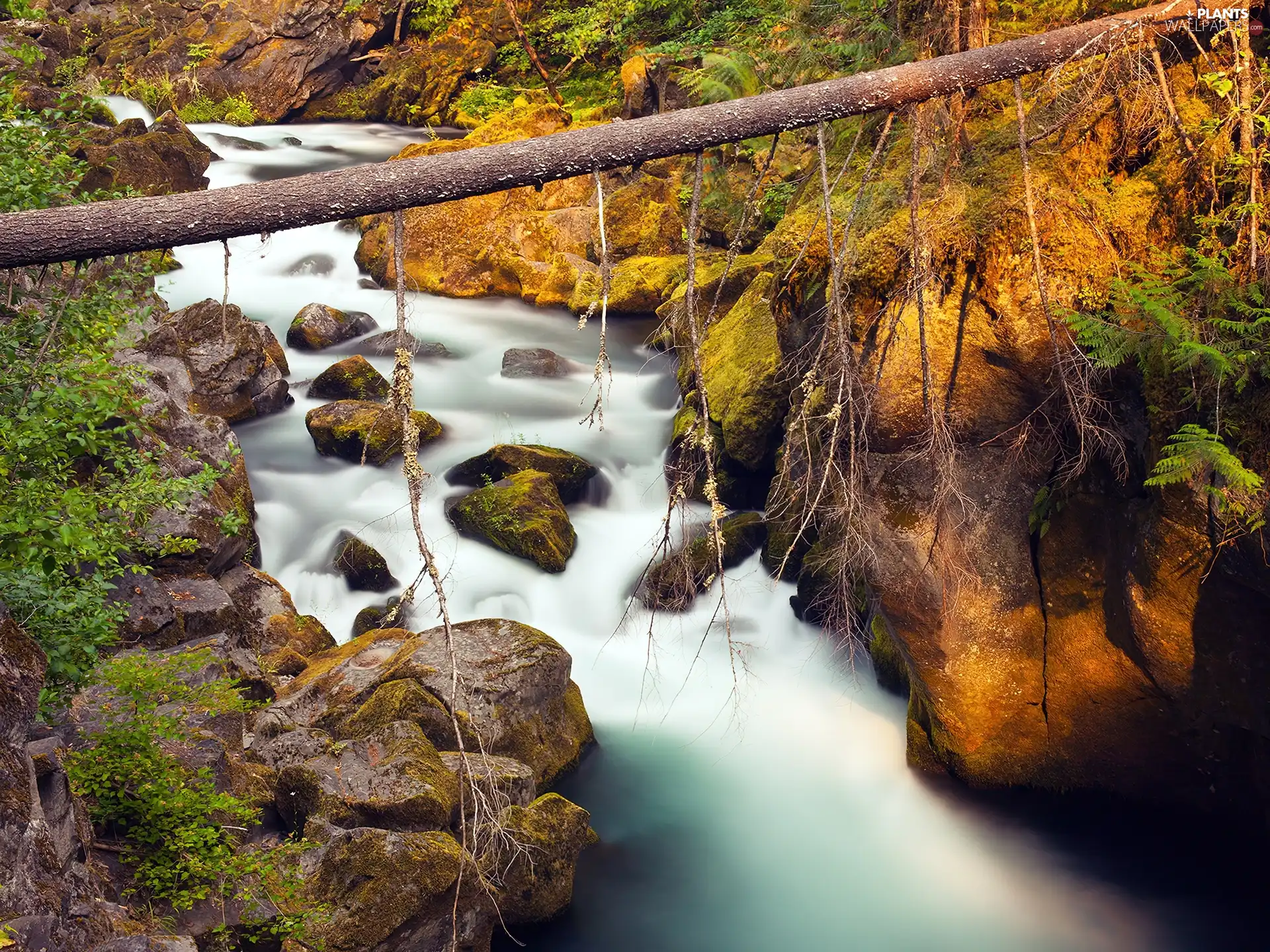 forest, fallen, trees, stream