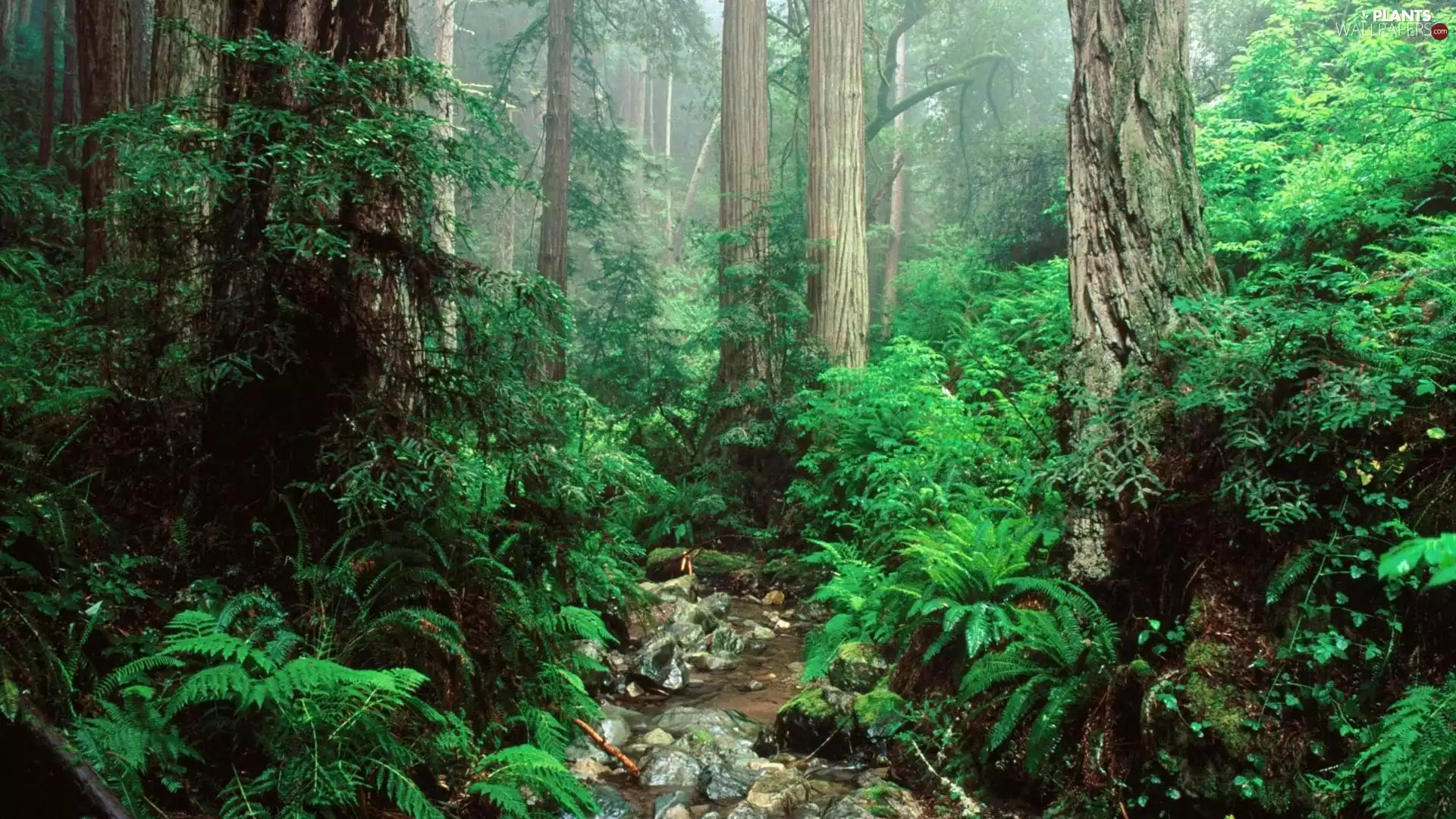 forest, viewes, fern, trees