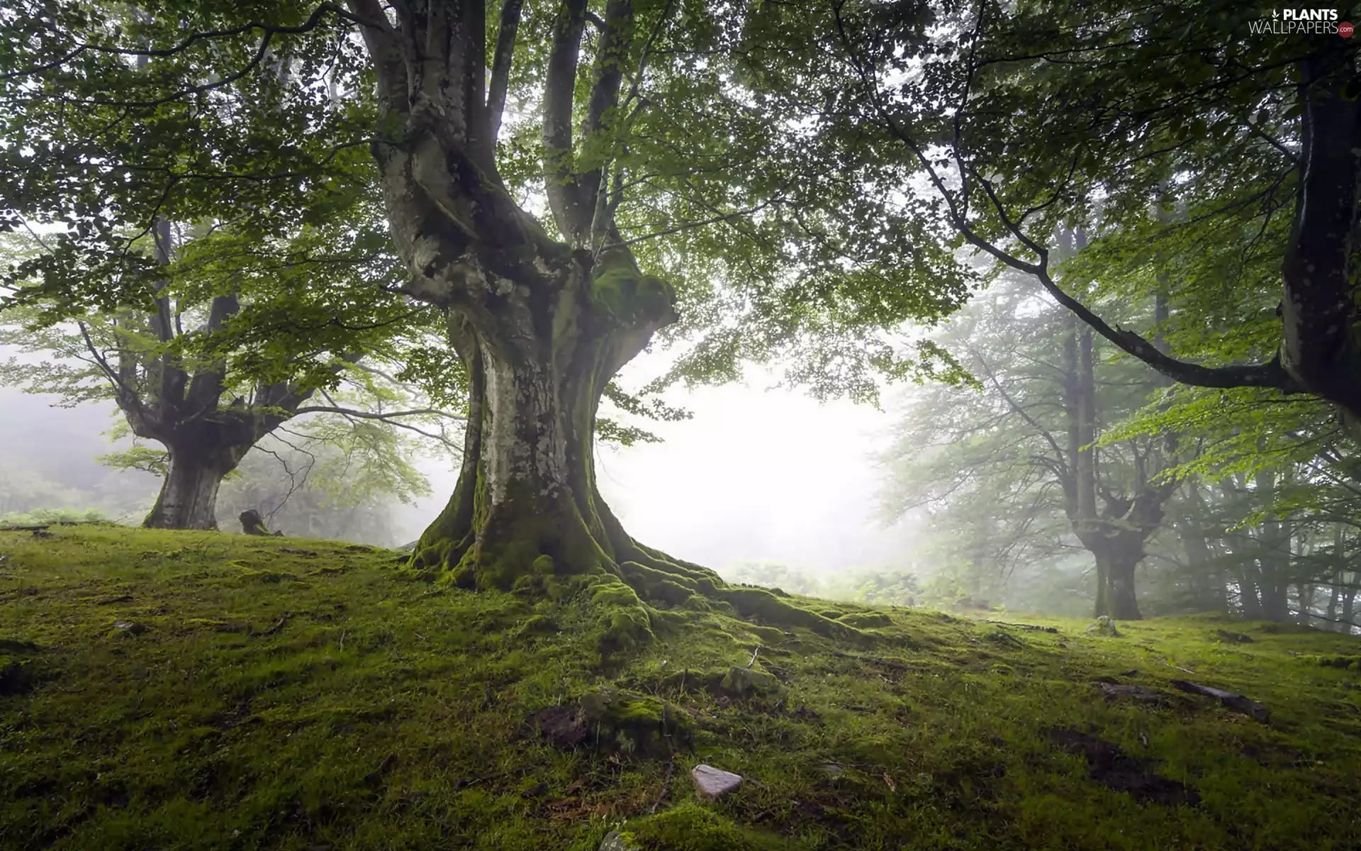forest, viewes, Fog, trees