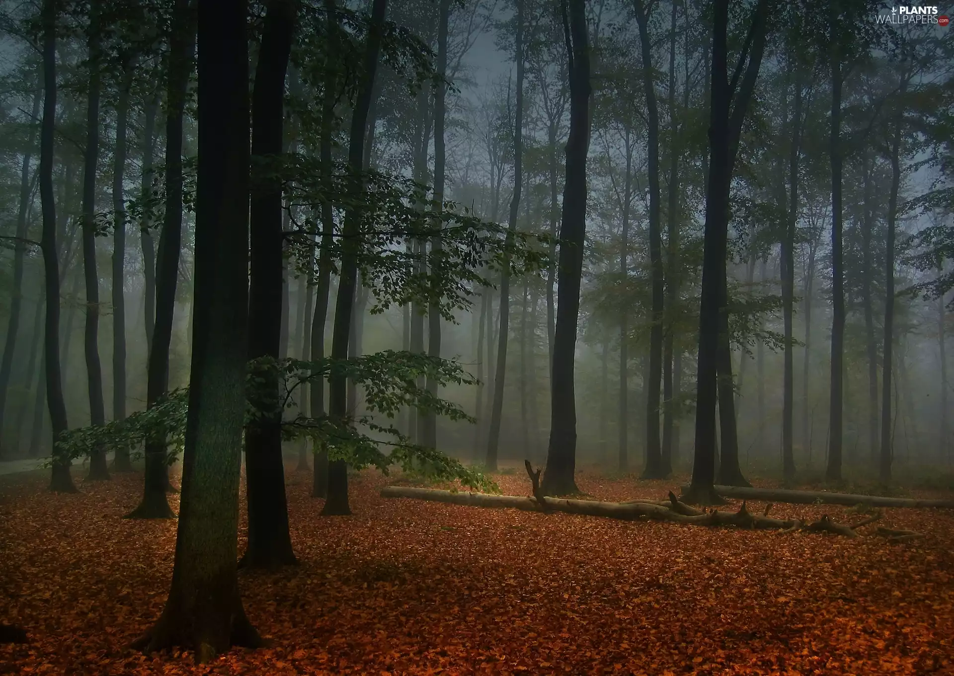 forest, viewes, Fog, trees