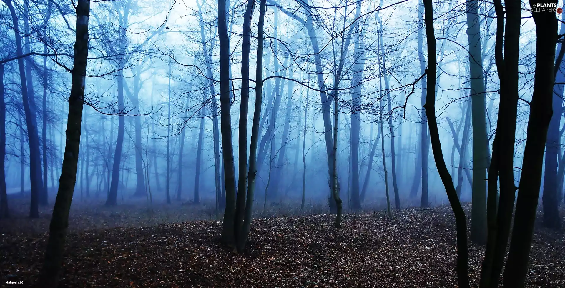forest, viewes, Fog, trees