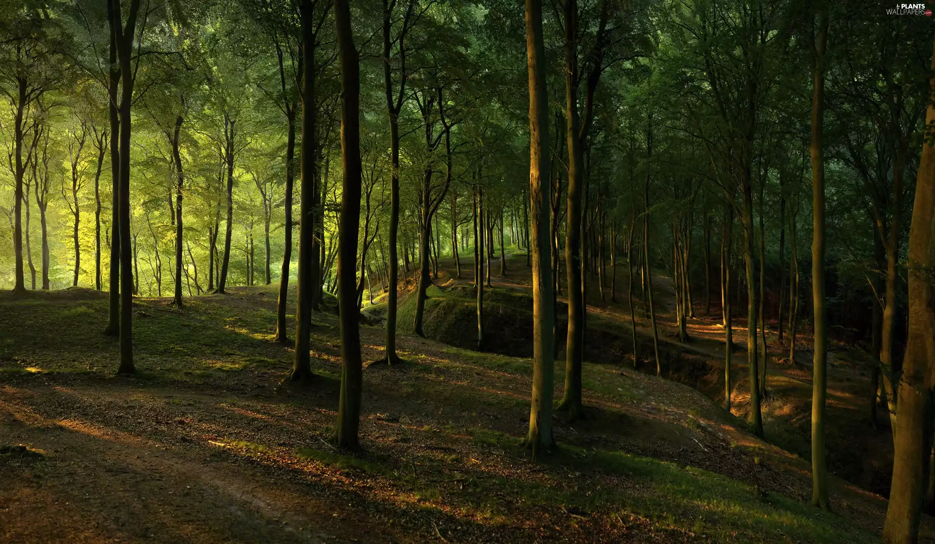 forest, viewes, fossa, trees