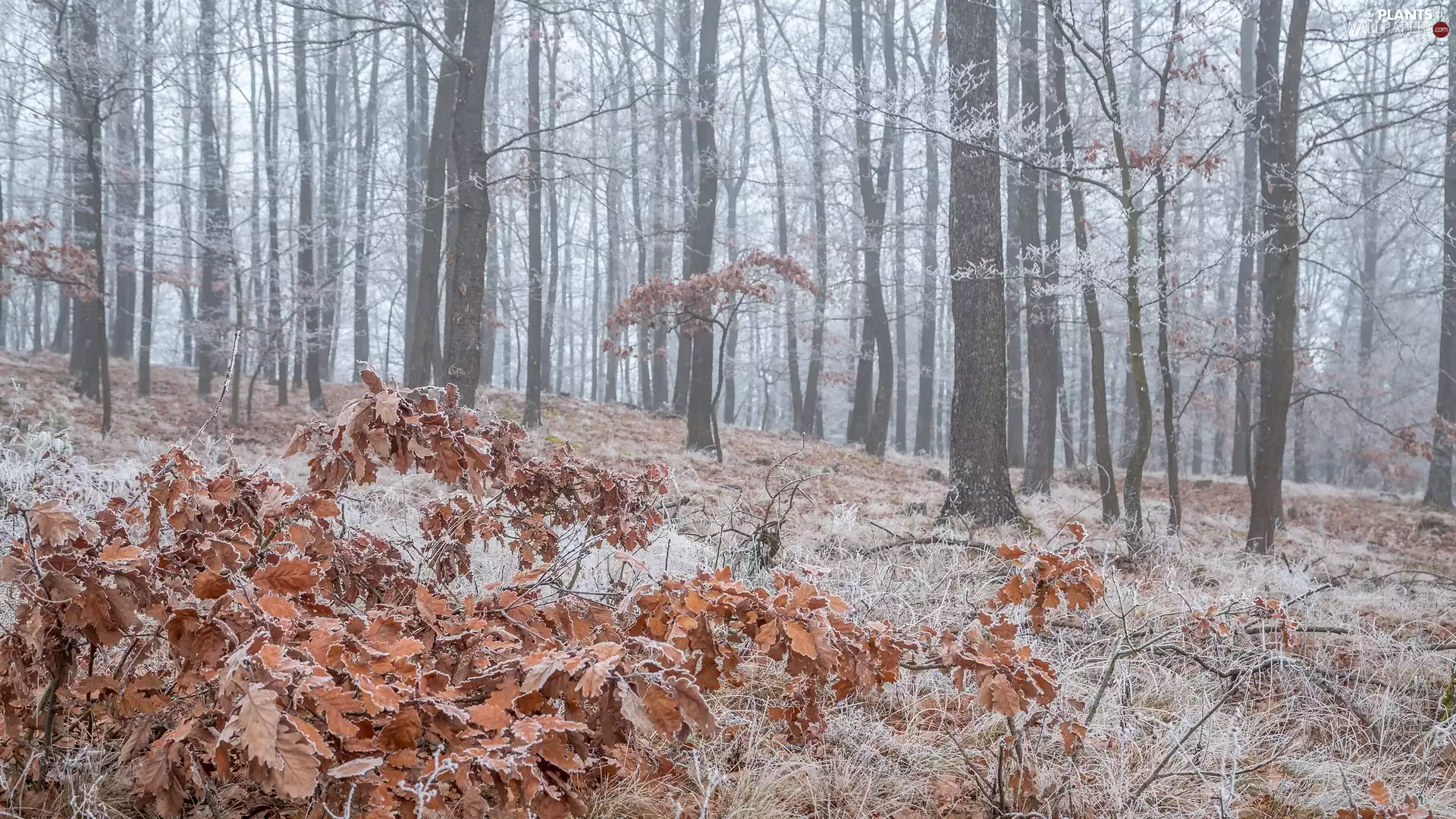 Leaf, White frost, trees, viewes, forest