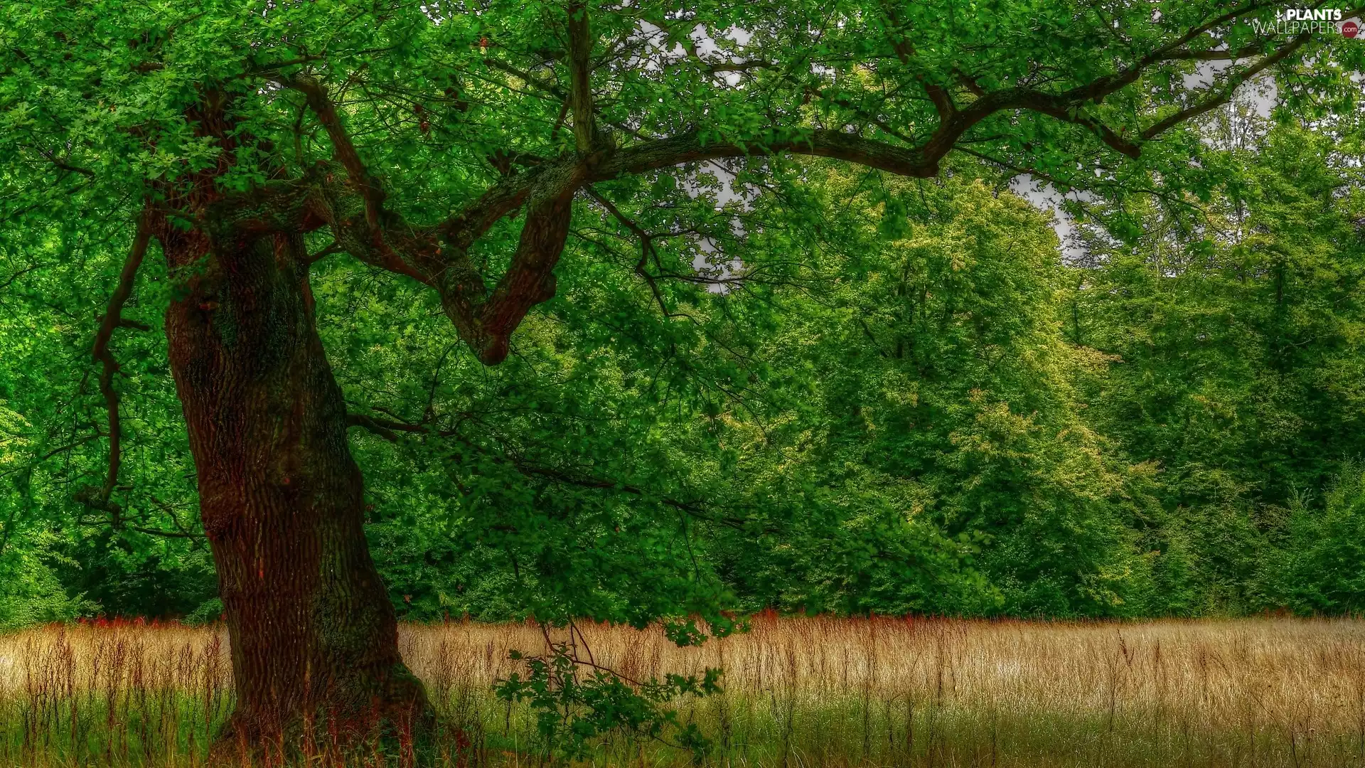 forest, viewes, grass, trees