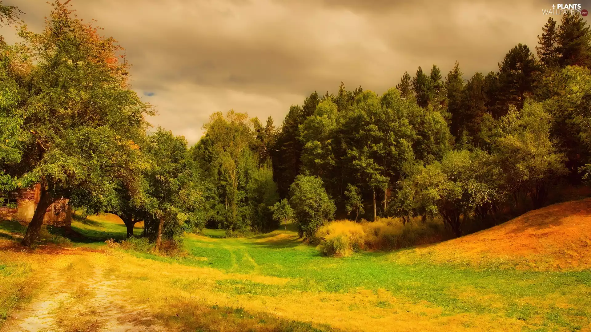 forest, viewes, grass, trees