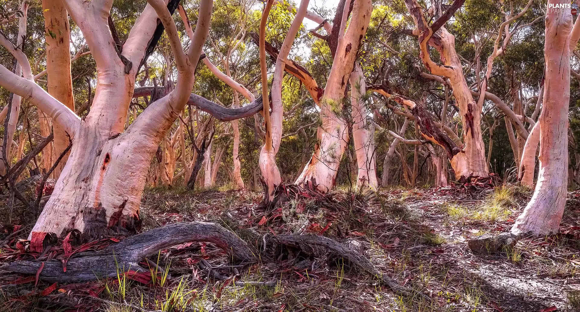 forest, viewes, grass, trees