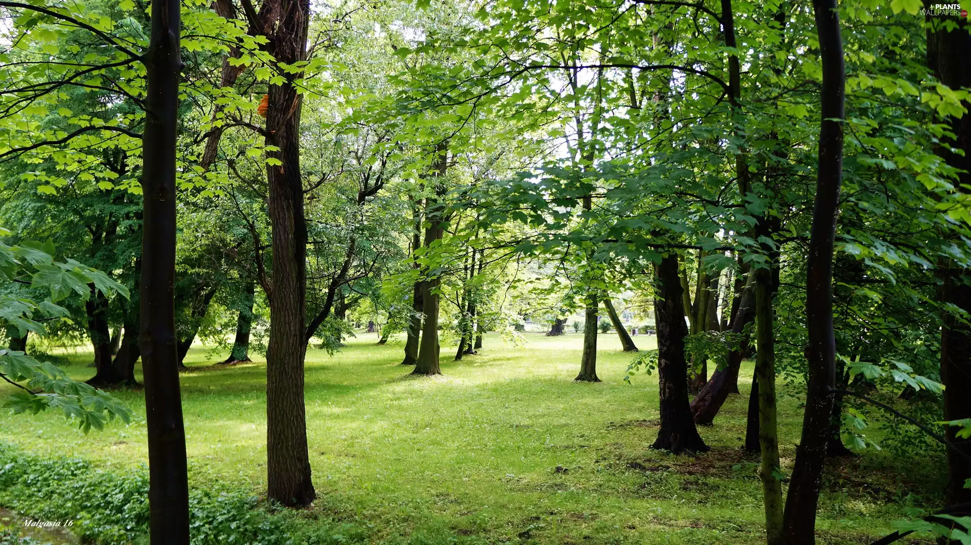 forest, viewes, green, trees