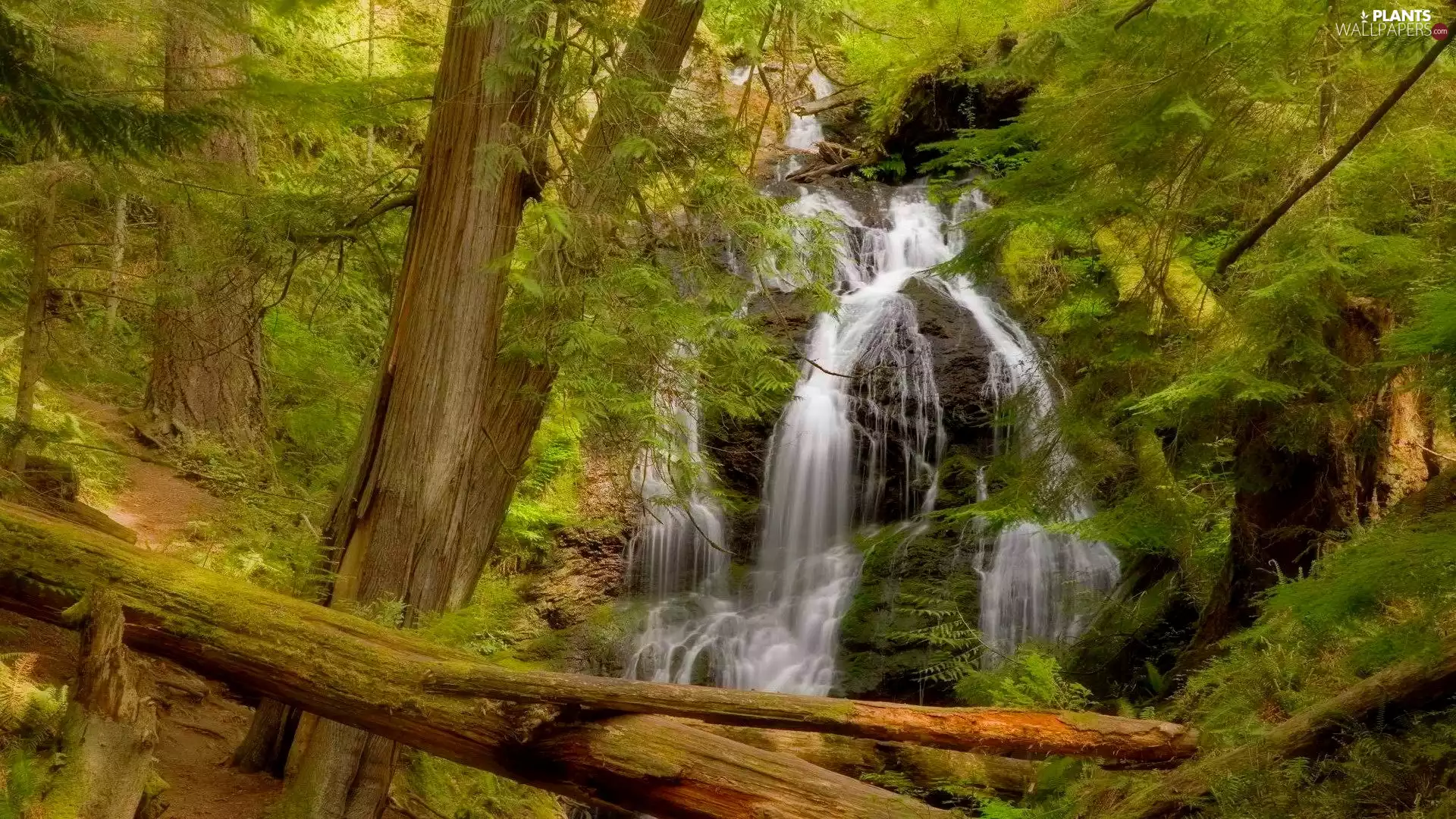 viewes, Washington State, Moran State Park, fallen, forest, The United States, Orcas Island, Logs, Cascading Waterfall, trees