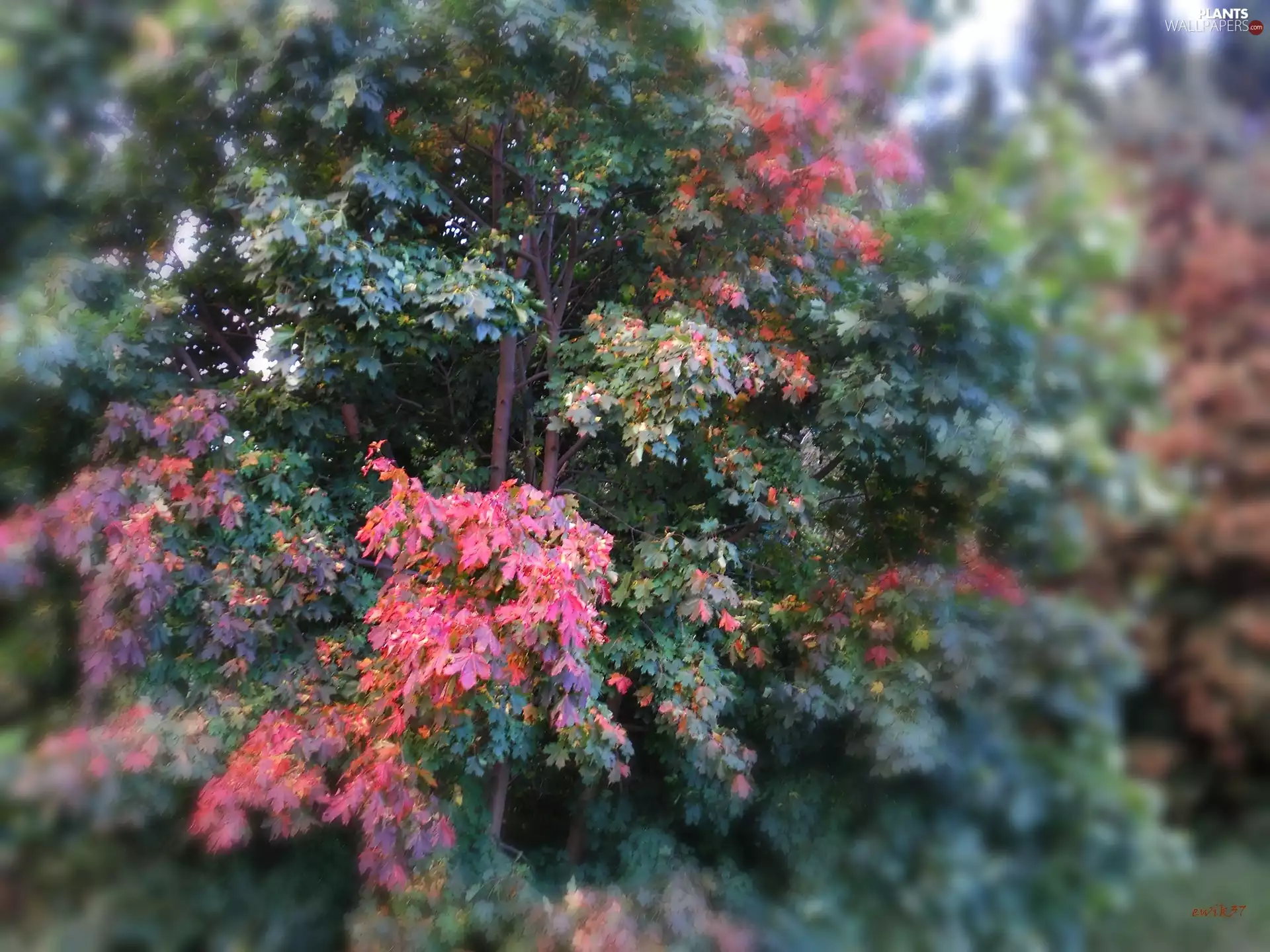 forest, color, Leaf, trees