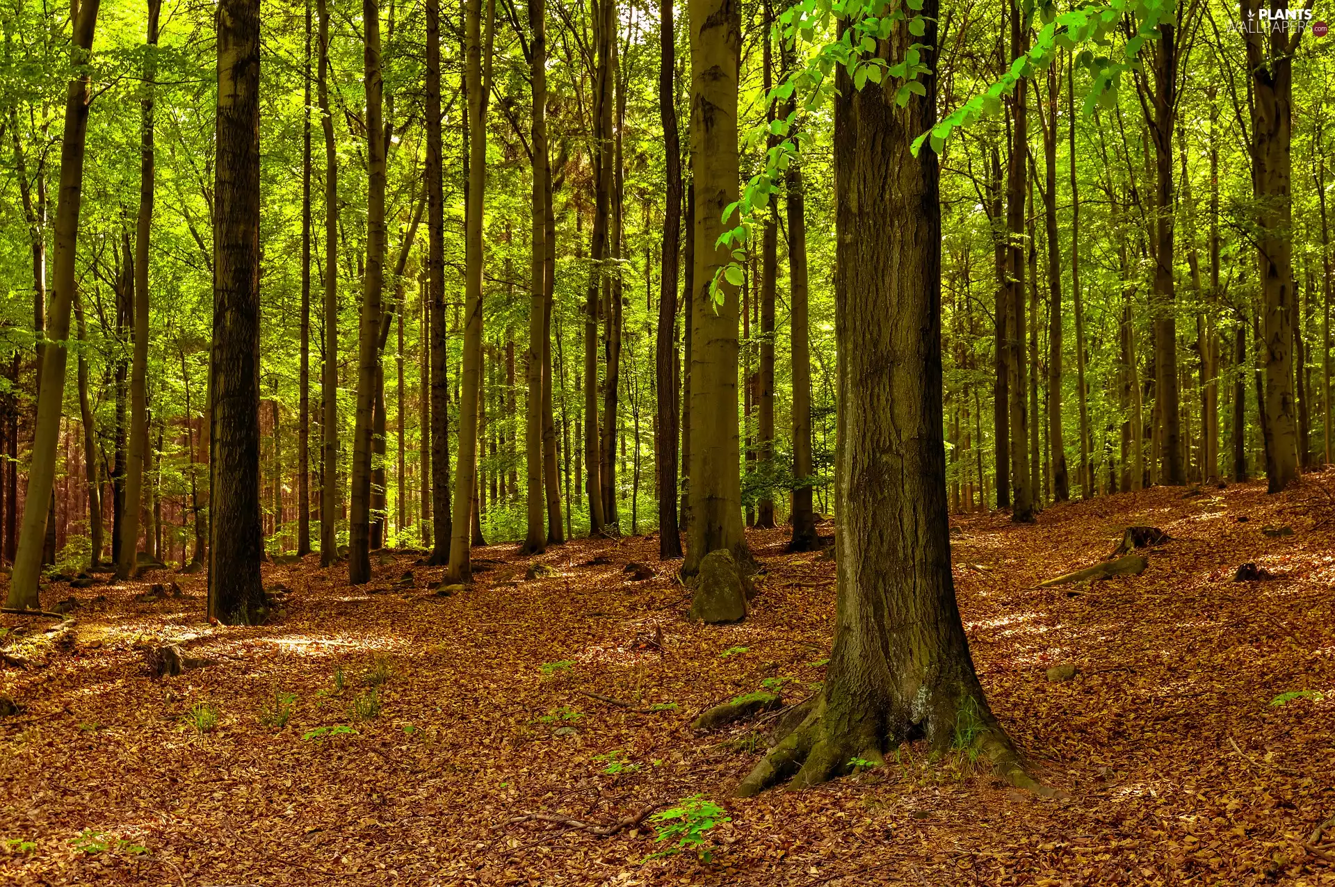green ones, Leaf, trees, viewes, forest