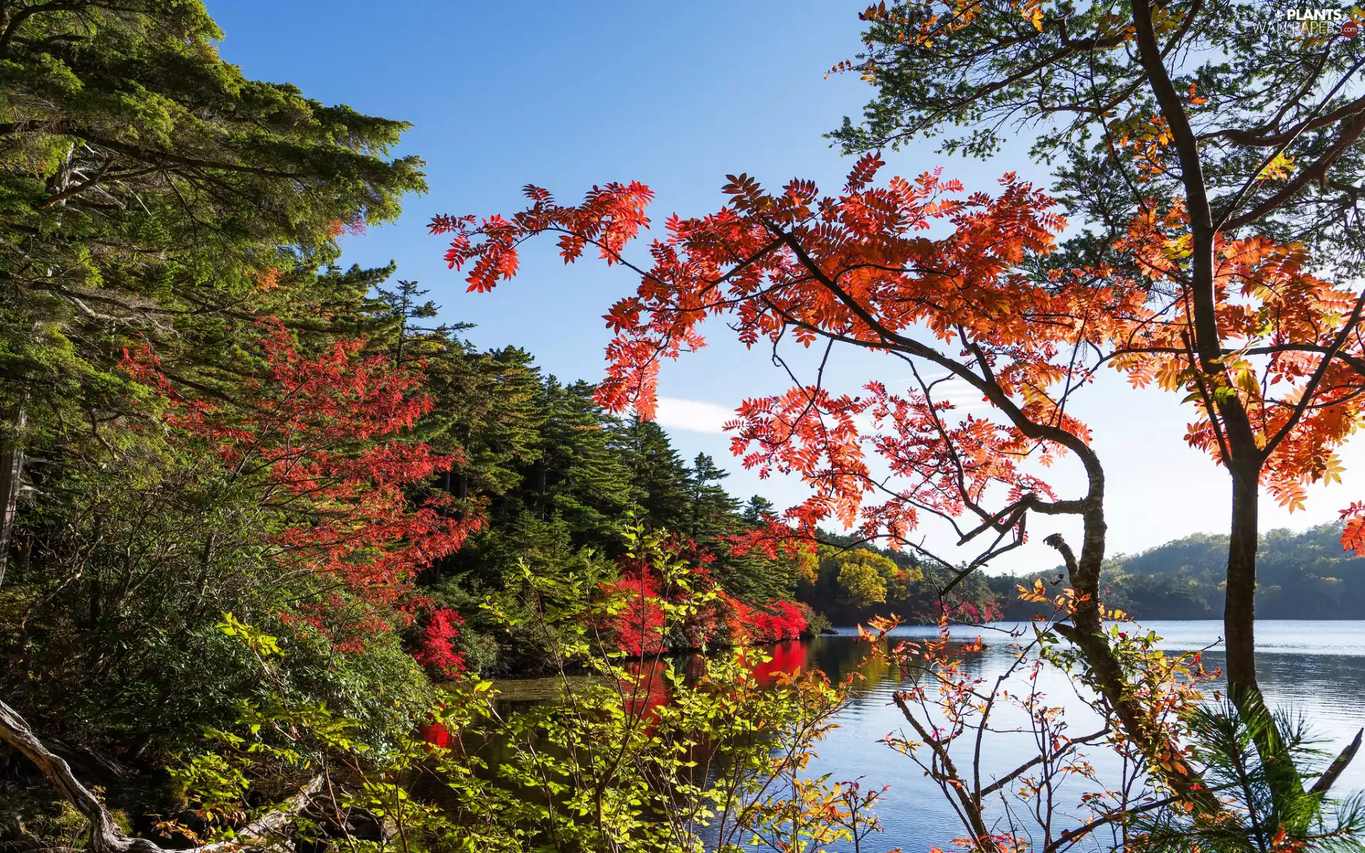 trees, viewes, lake, branch pics, Leaf, forest, autumn, color