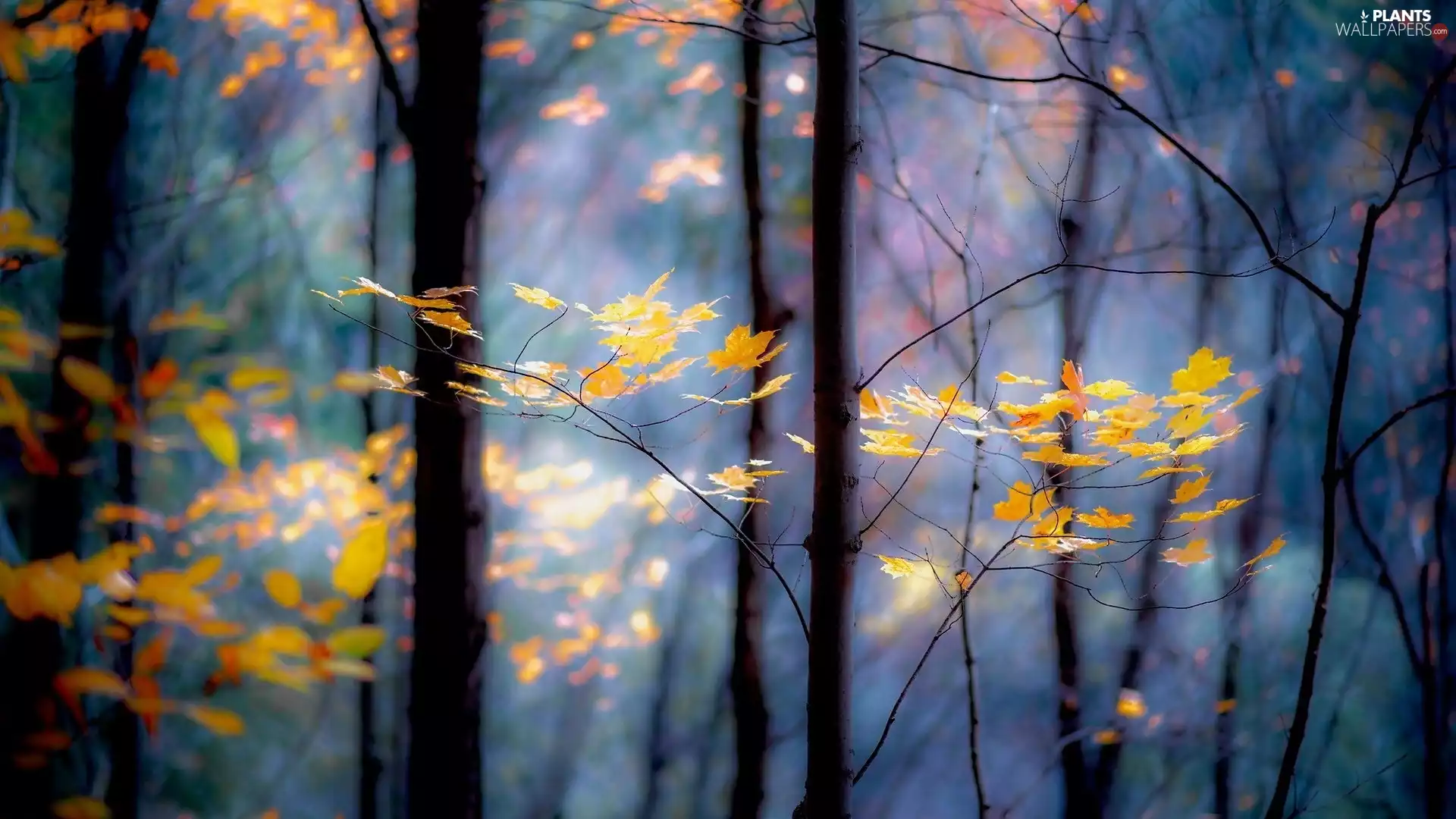 forest, viewes, Leaf, trees