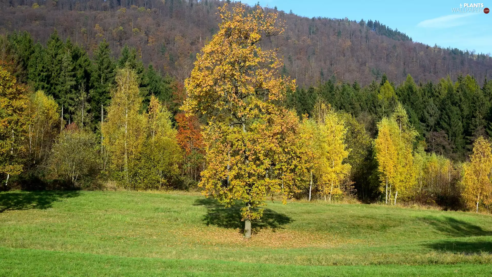 The Hills, Meadow, trees, viewes, forest