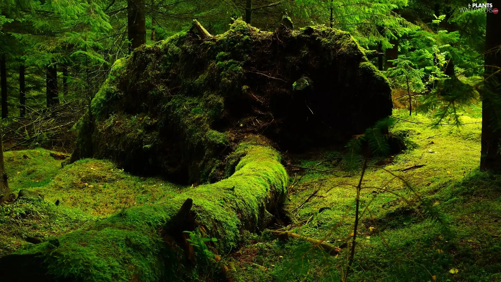 forest, viewes, Moss, trees