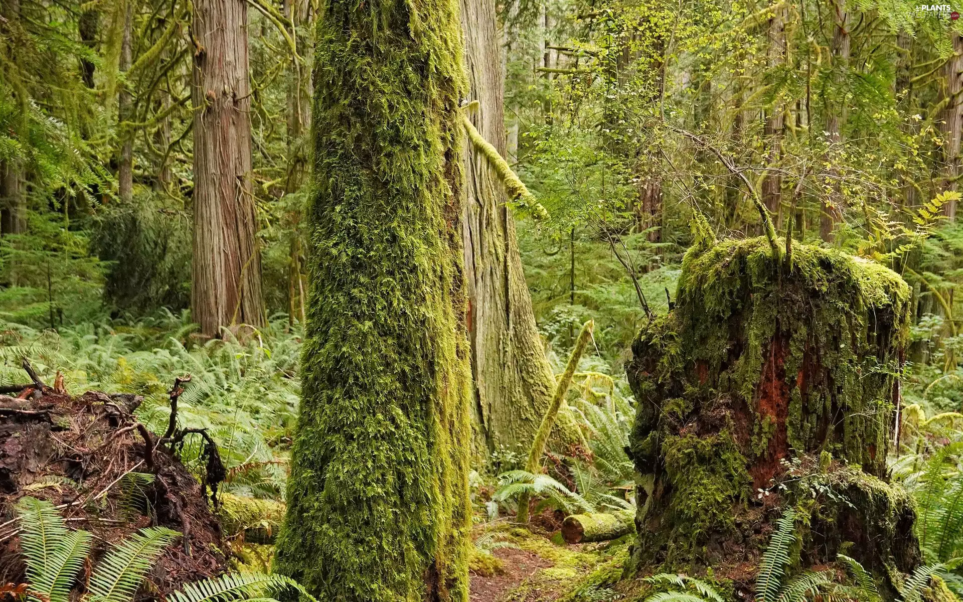 forest, viewes, mossy, trees
