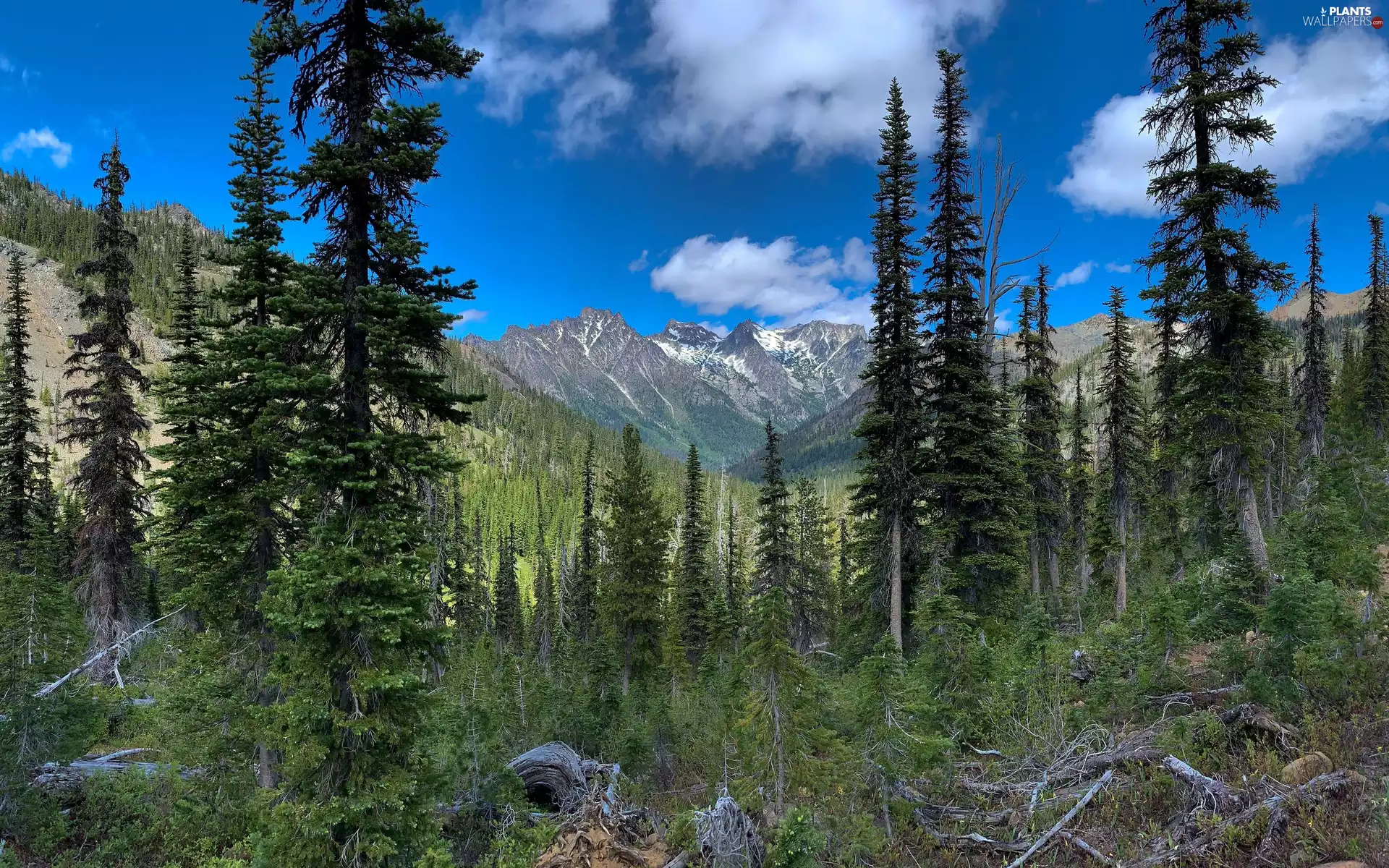 forest, viewes, Mountains, trees