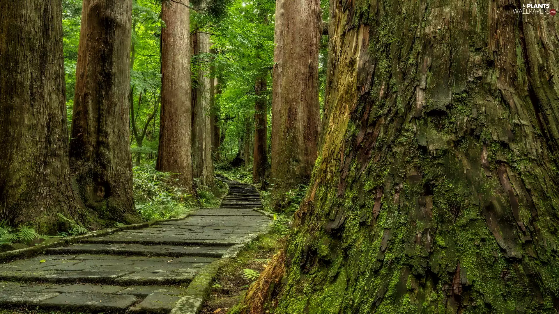 forest, viewes, Path, trees