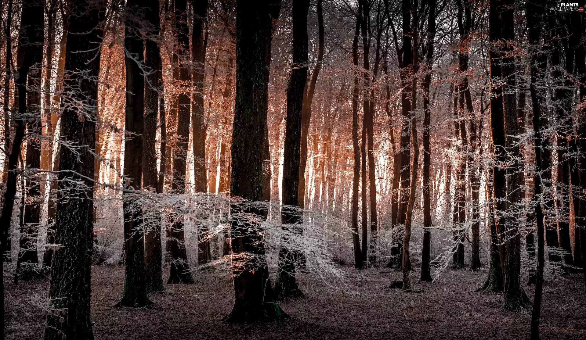 frosty, branch pics, trees, viewes, forest