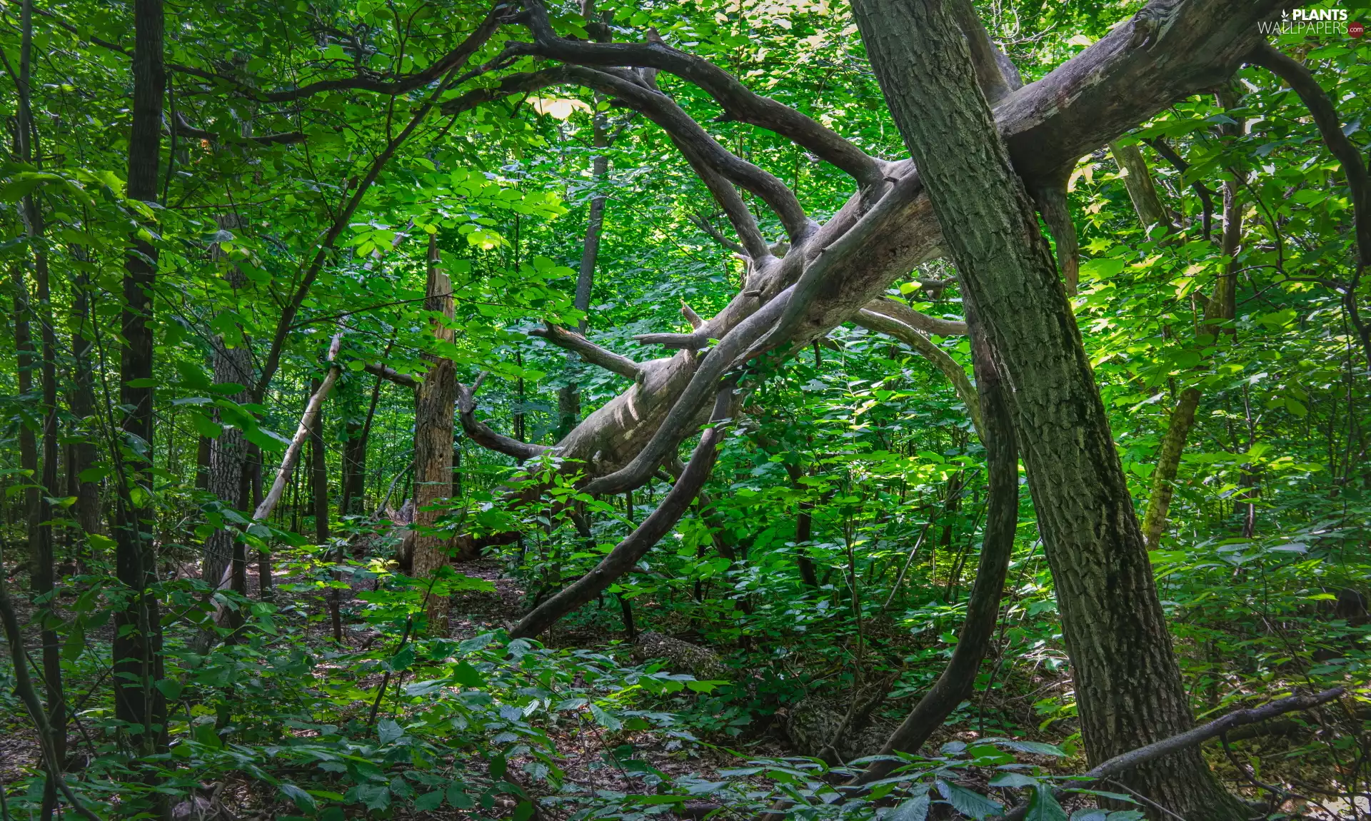 Plants, branch pics, trees, viewes, forest